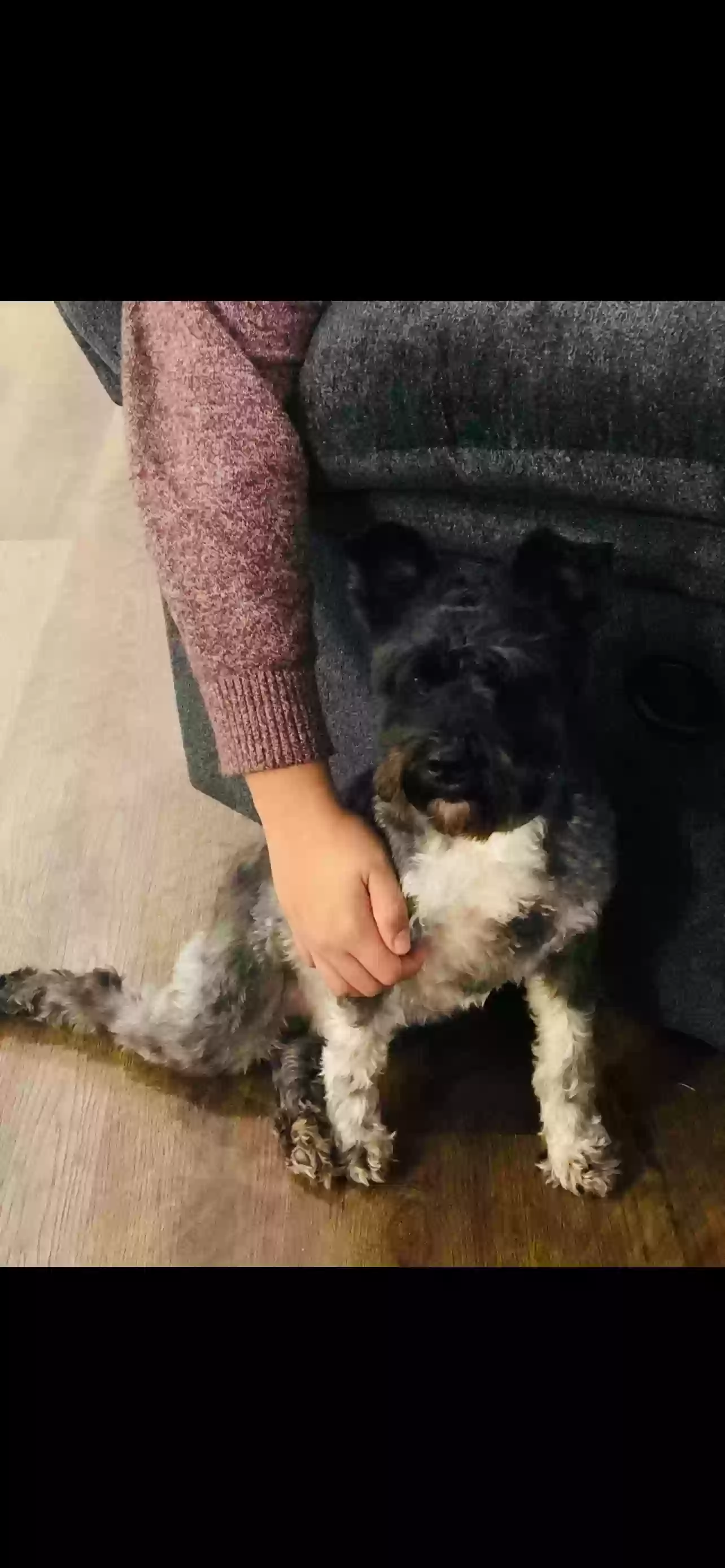 Lost dog in Cleburne, TX, 76031