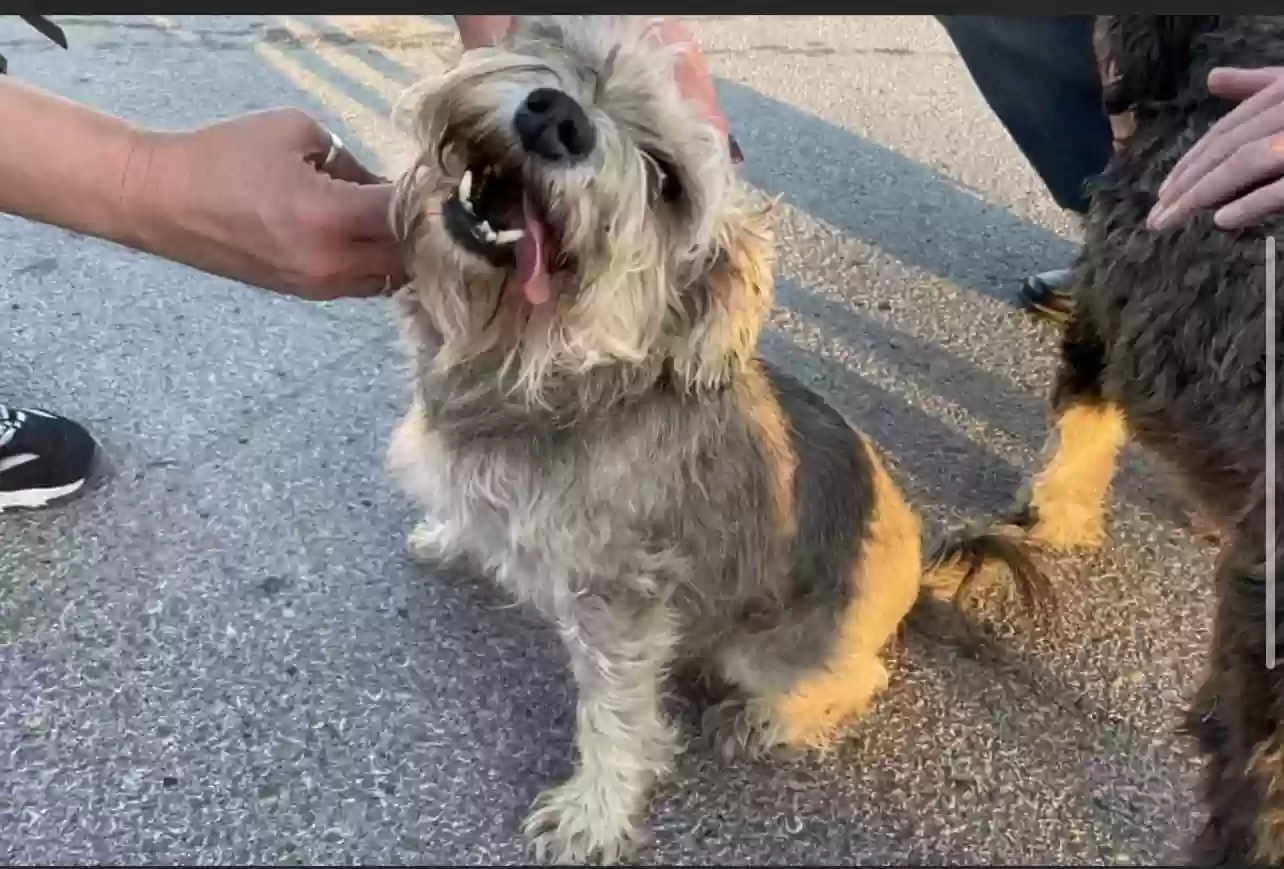 Lost dog in Cleburne, TX, 76031
