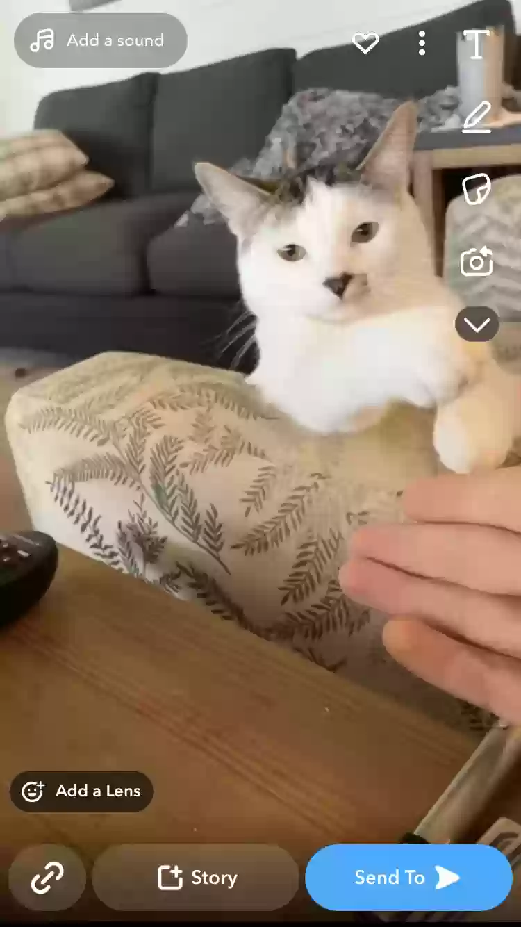 Lost cat in Carmel, IN, 46032