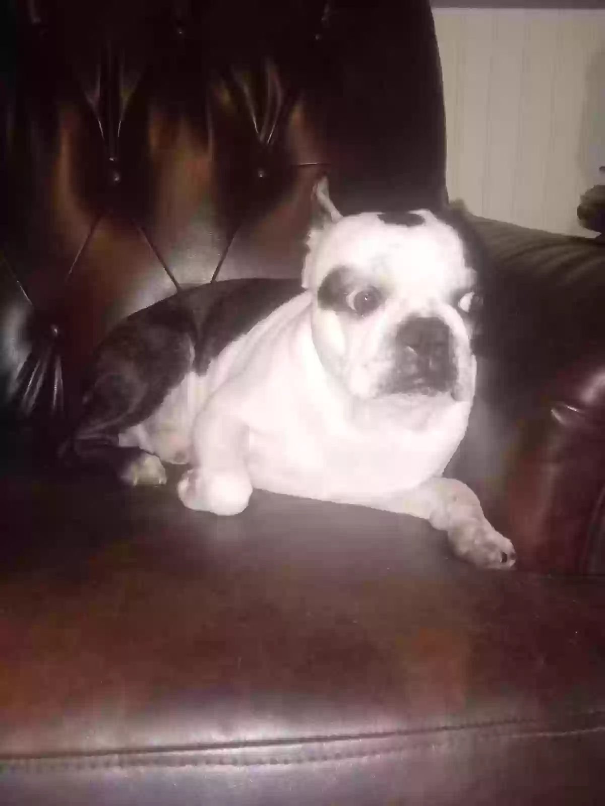 Lost dog in Crossville, TN, 38571