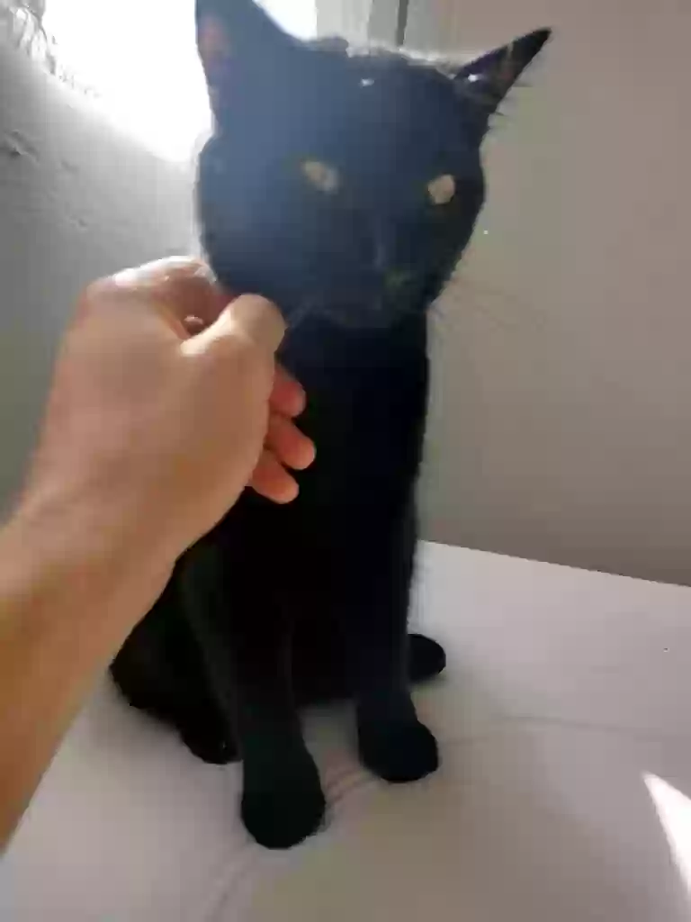 Lost cat in Albuquerque, NM, 87106