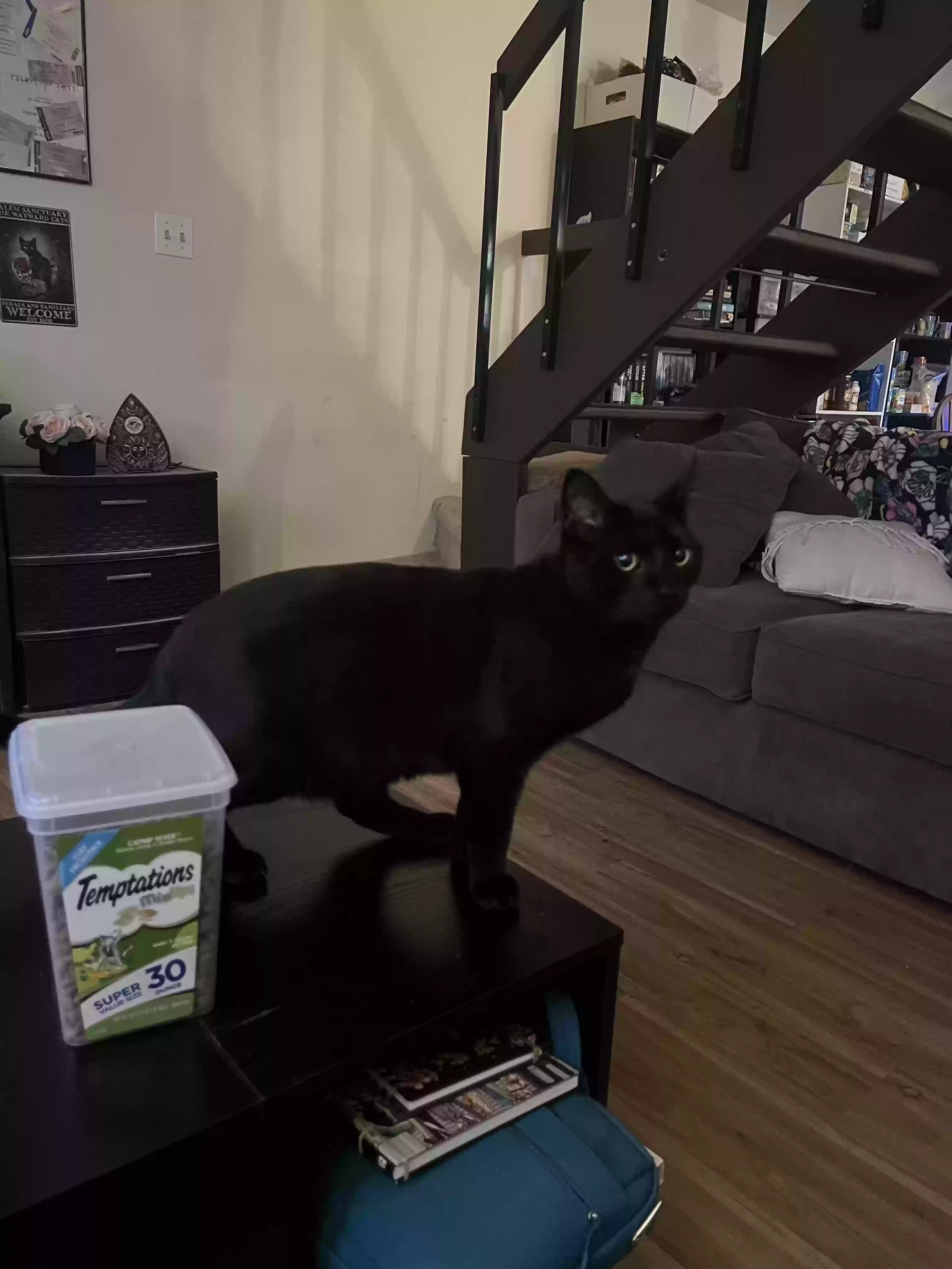 Lost cat in Trenton, NJ, 8690