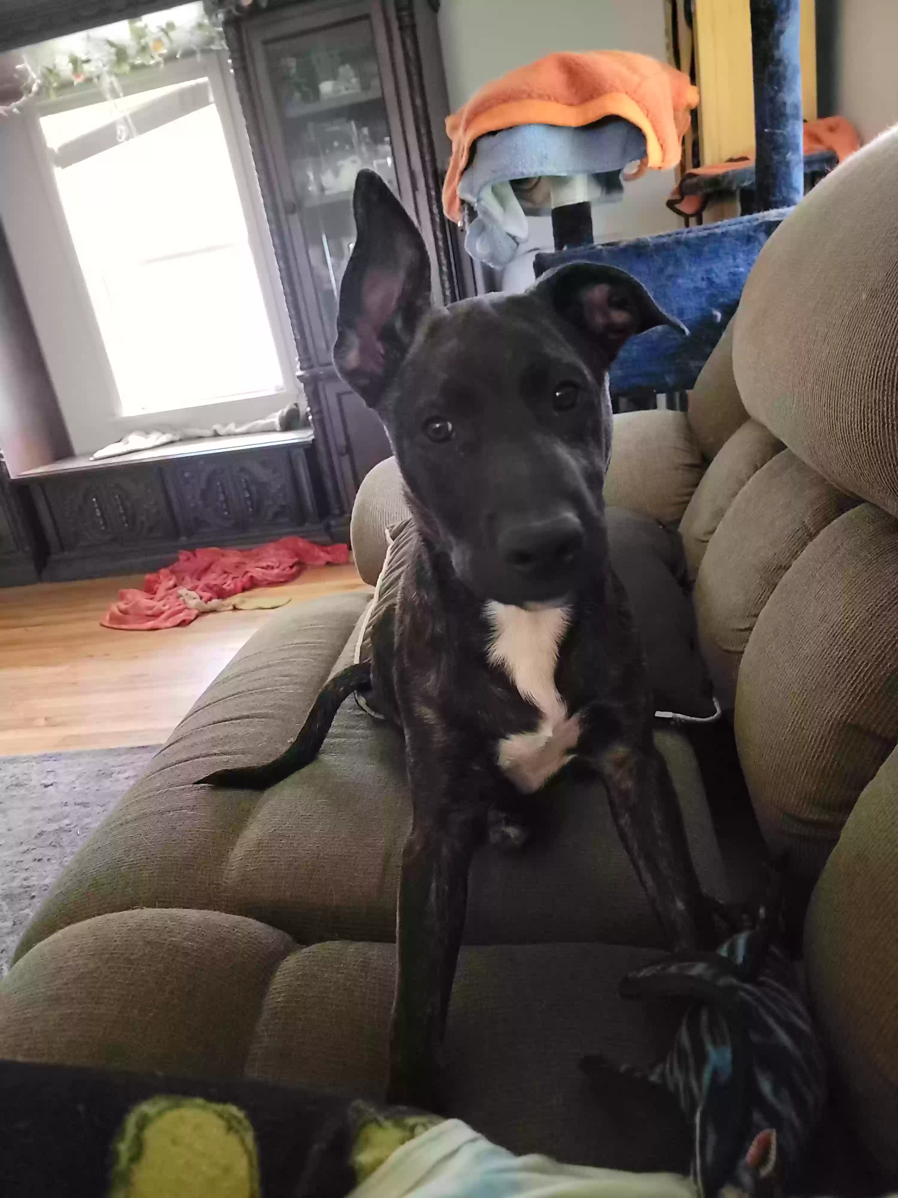 Lost dog in Auburn, AL, 36830