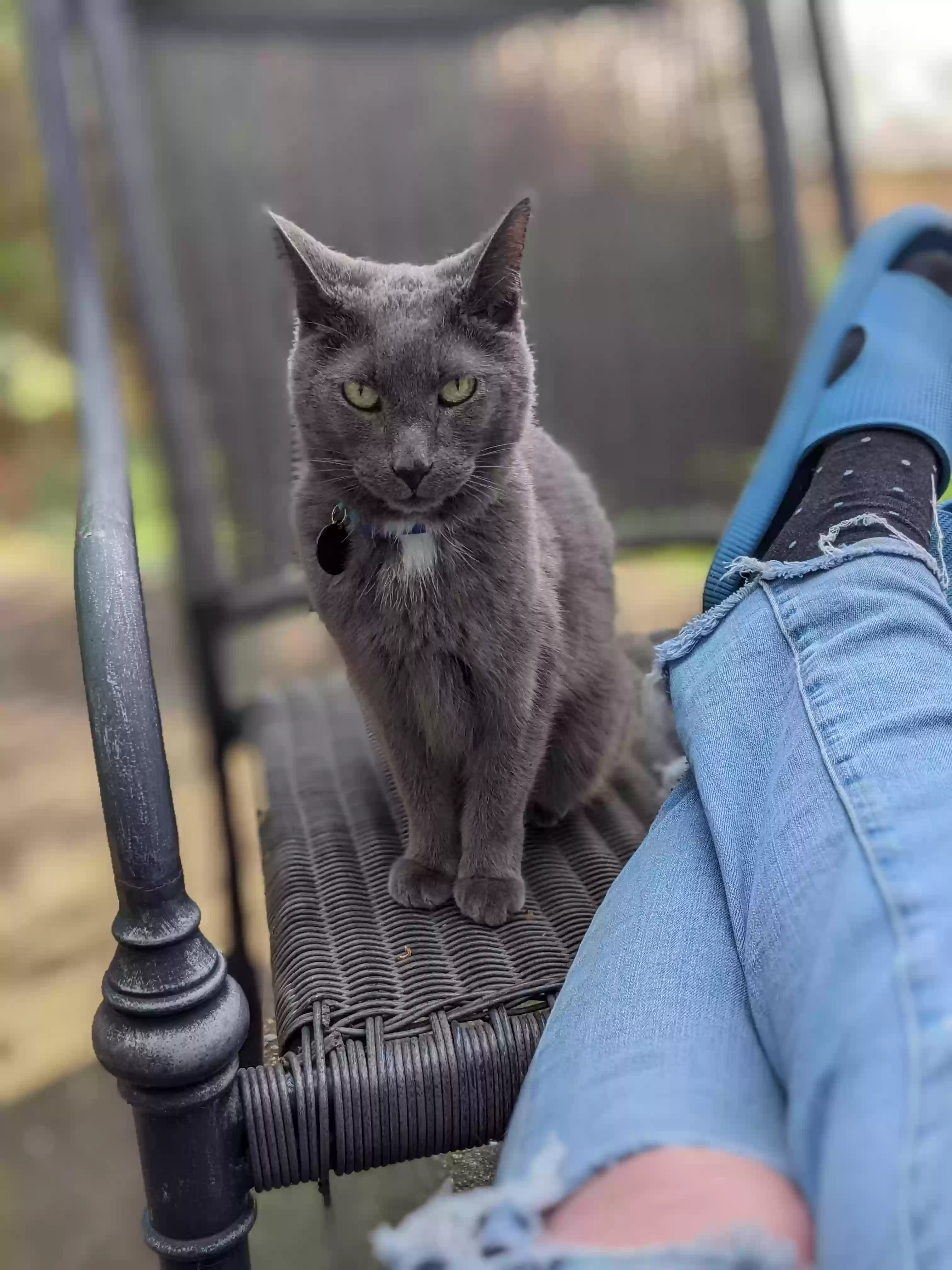 Lost cat in Saint Paul, MN, 55104