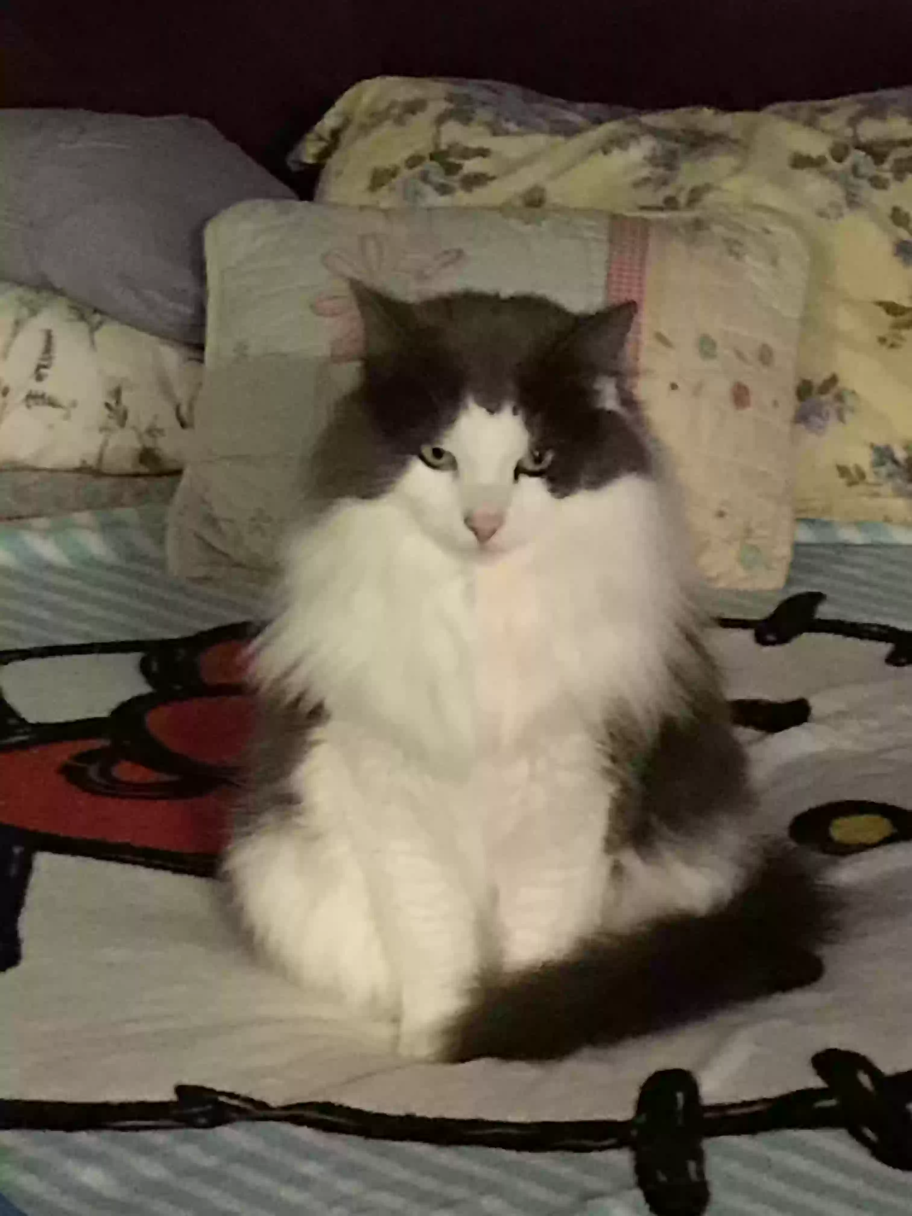 Lost cat in Rock Hill, SC, 29732