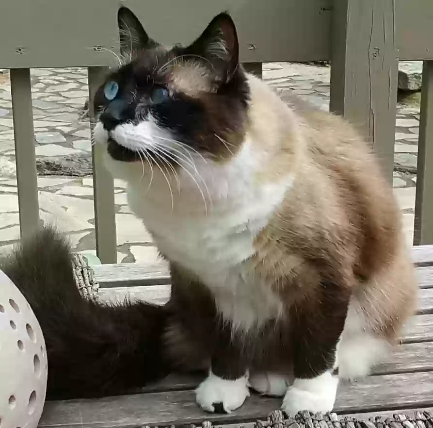 Lost cat in North Chelmsford, MA, 1863