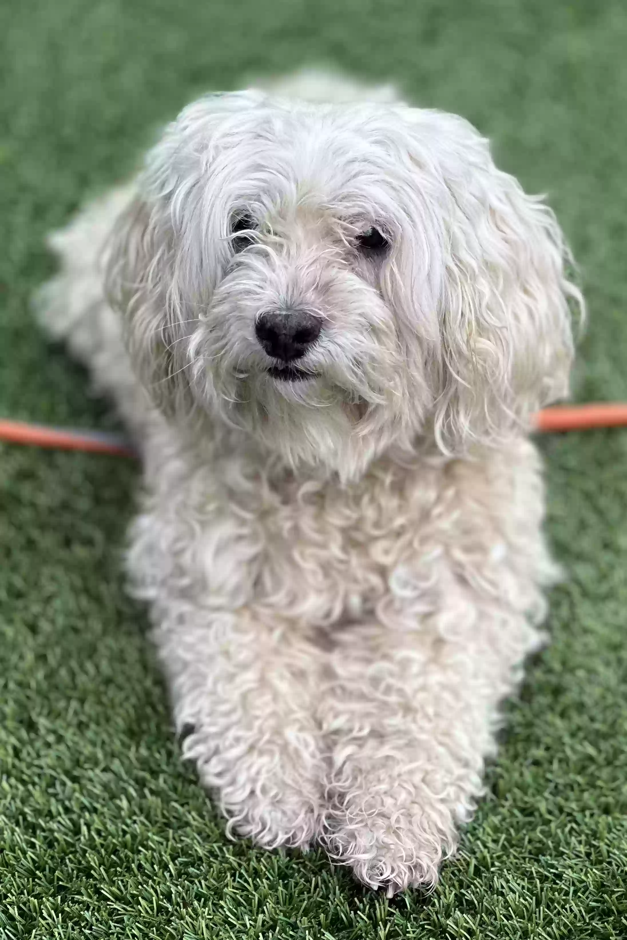 Lost dog in Richmond, CA, 94804
