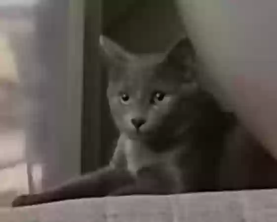 Lost cat in Las Vegas, NV, 89131