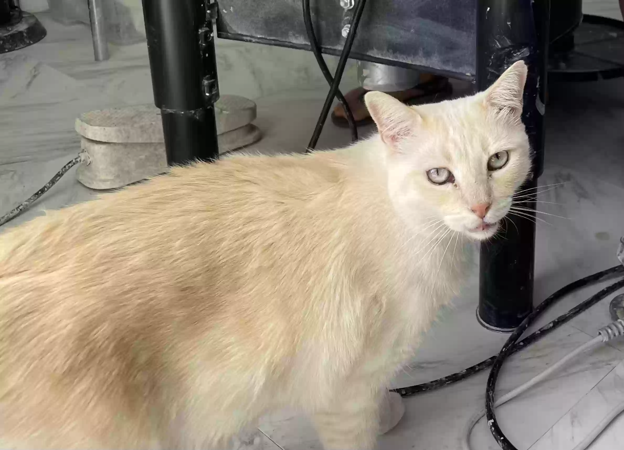 Lost cat in Laguna Beach, CA, 92651