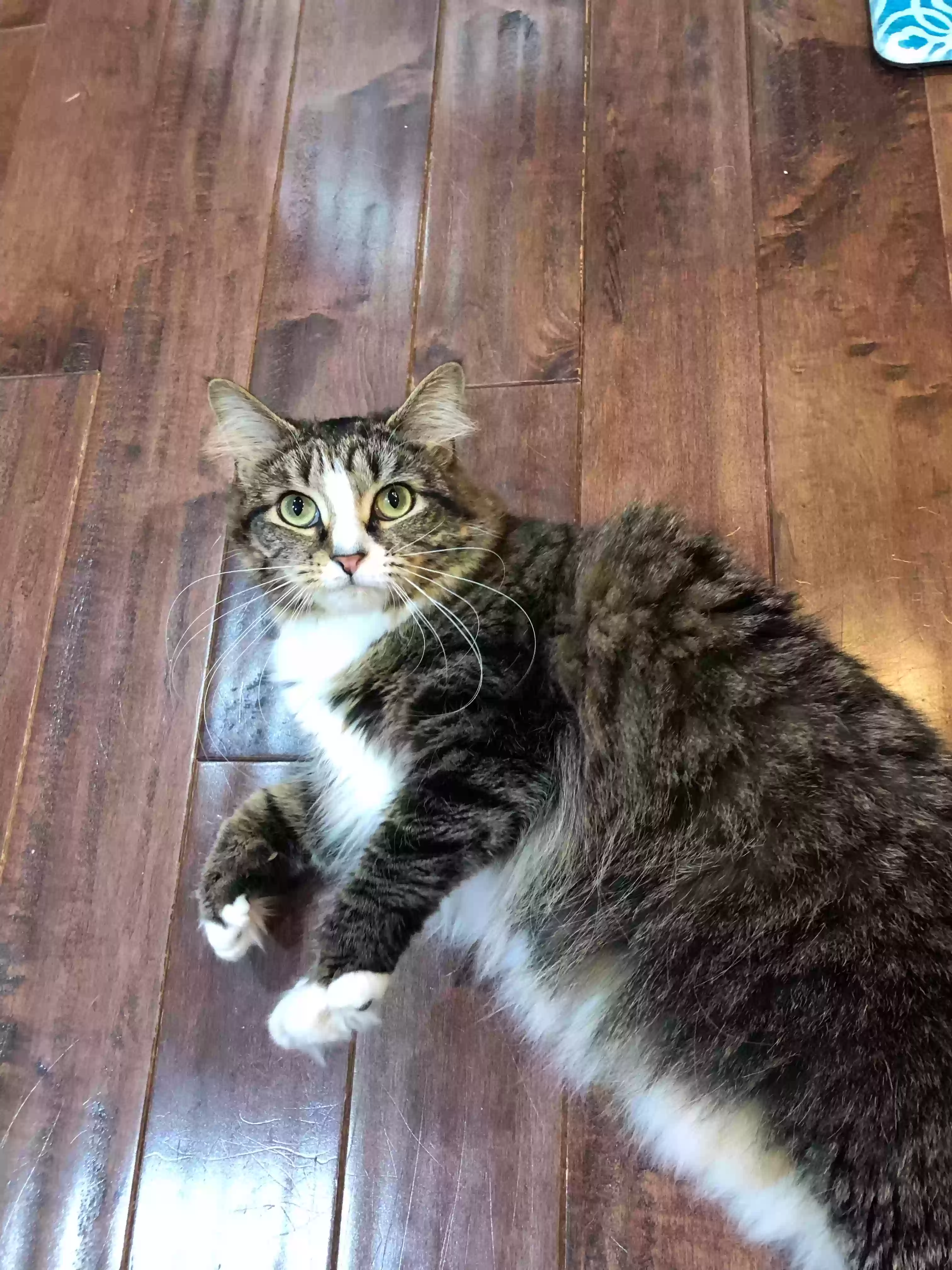 Lost cat in Advance, NC, 27006
