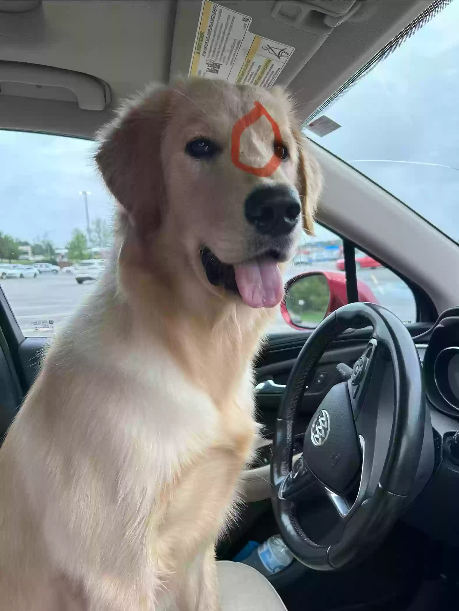 Lost dog in Haleyville, AL, 35565