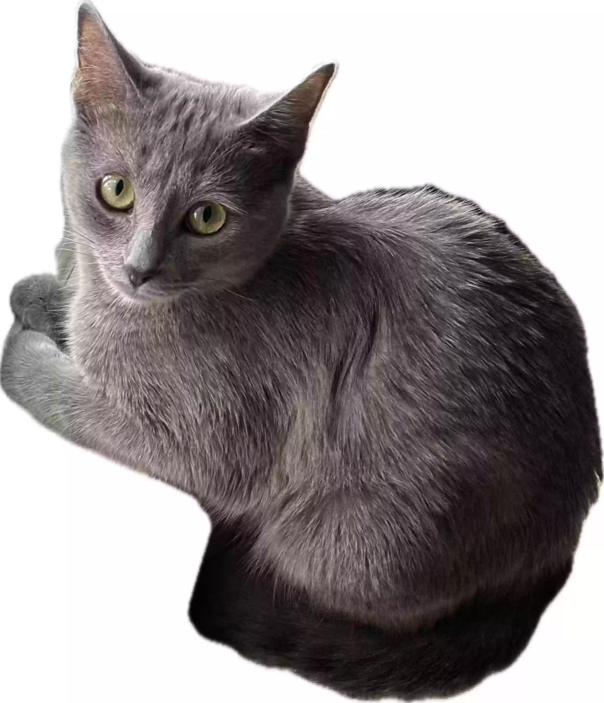 Lost cat in Wake Forest, NC, 27587
