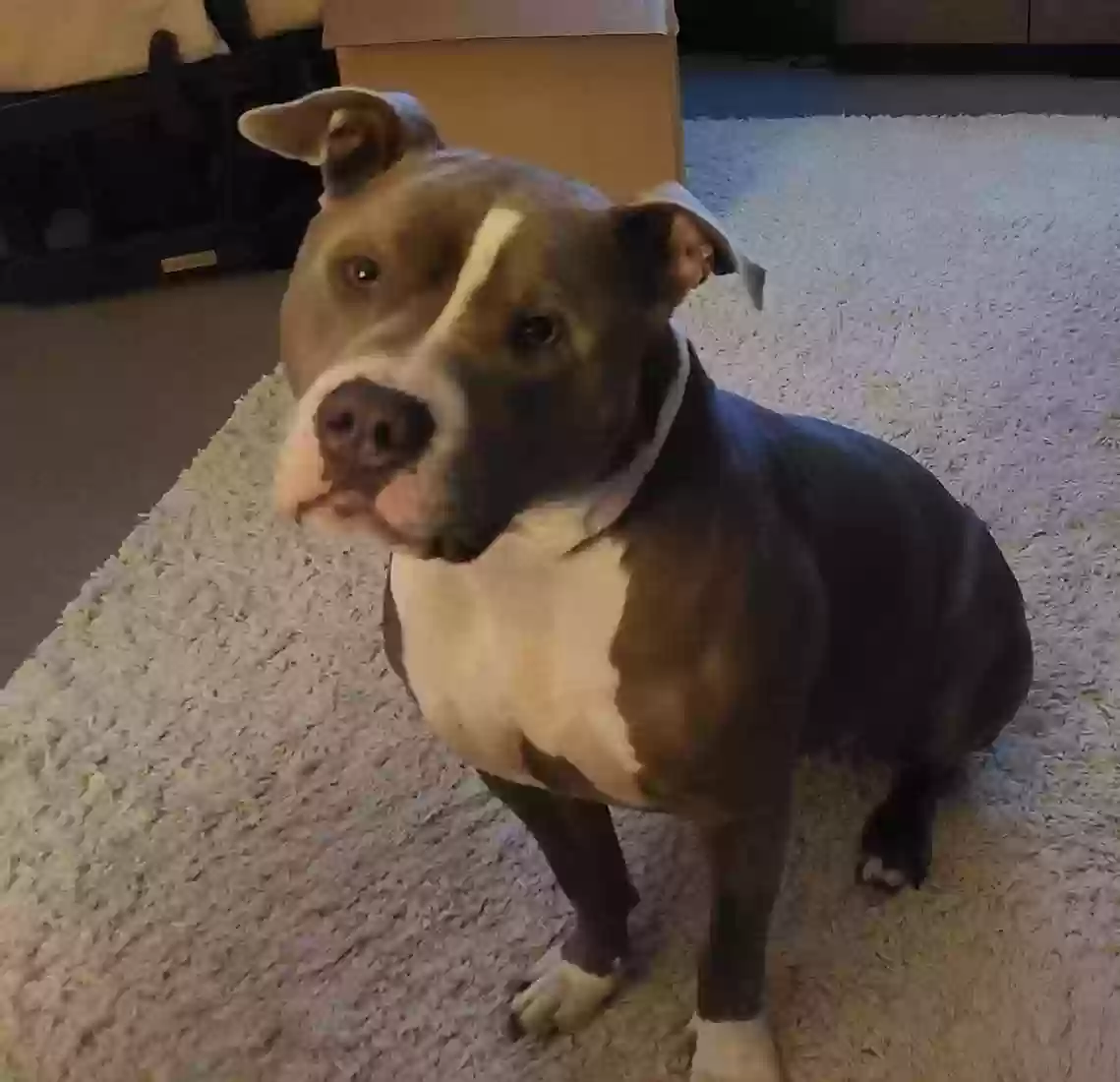 Lost dog in Charles City, VA, 23030