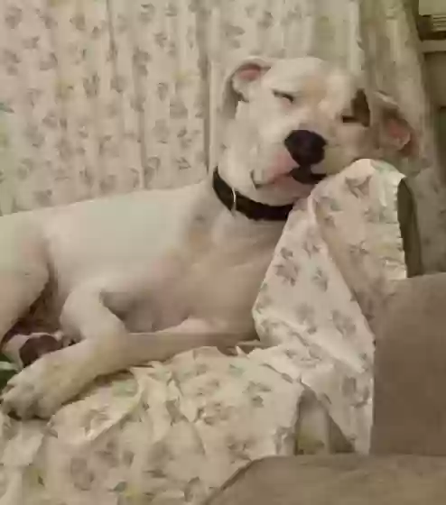 Lost dog in Detroit, MI, 48209