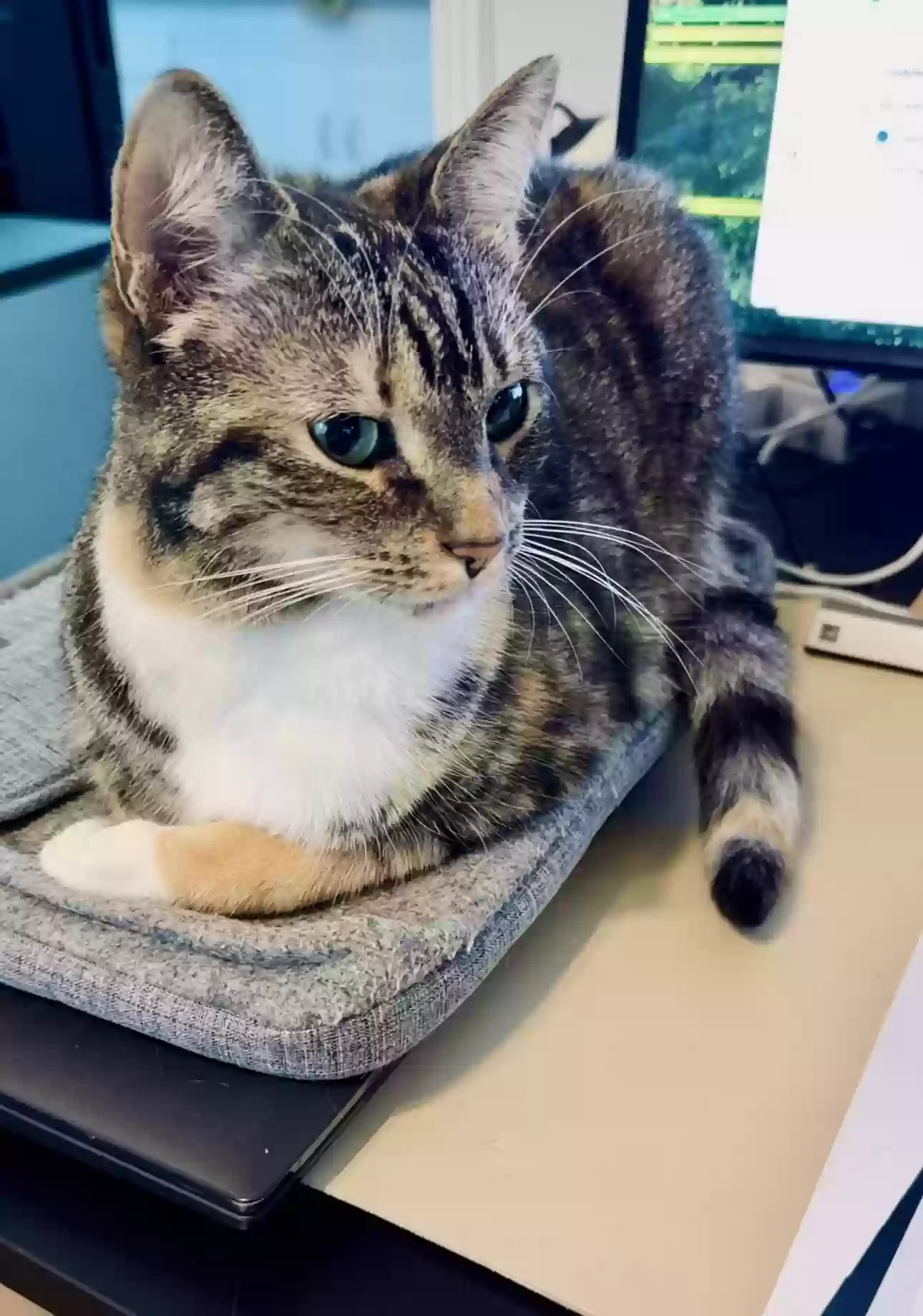 Lost cat in Los Angeles, CA, 90016