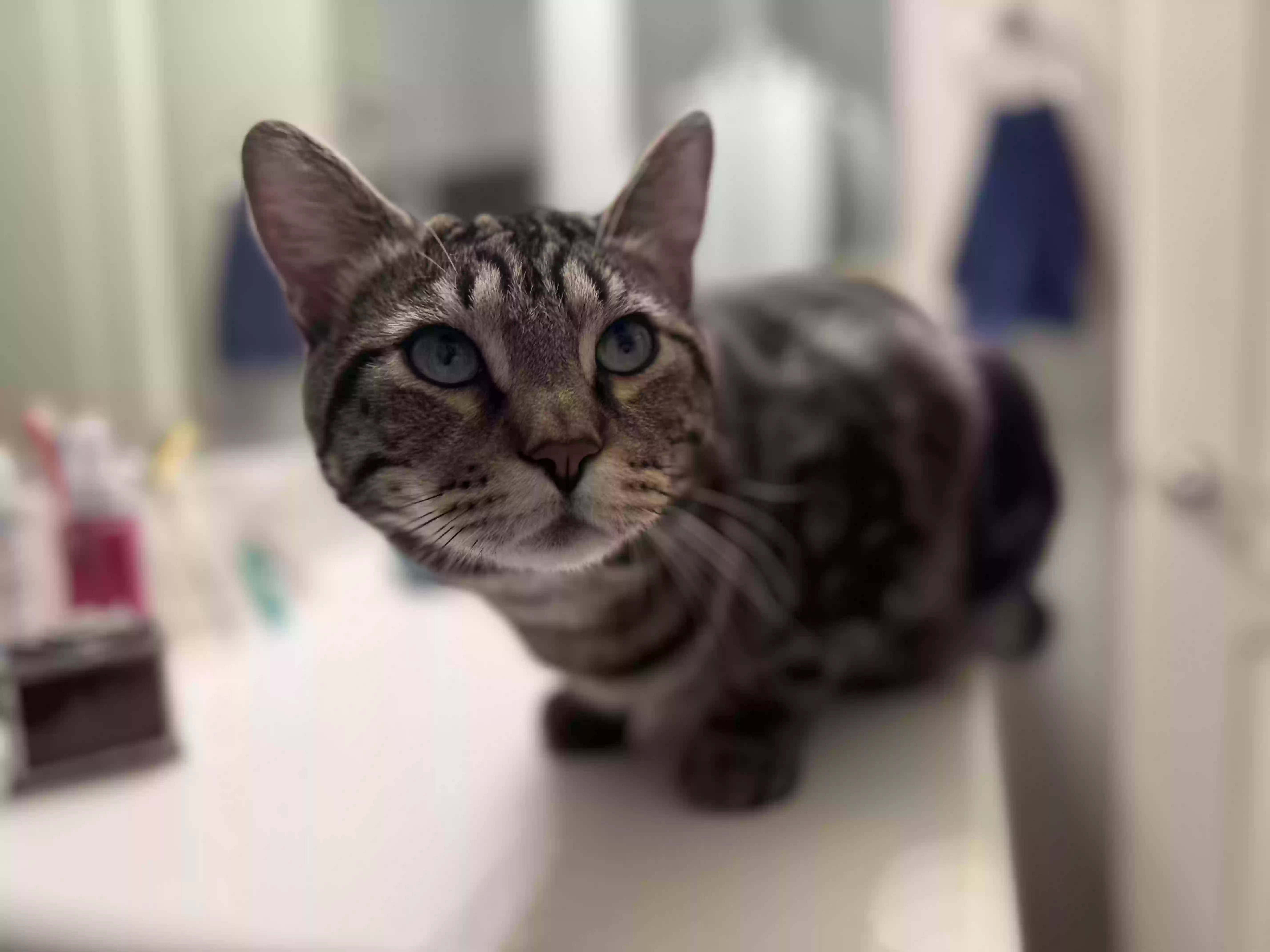 Lost cat in Gilbert, AZ, 85296