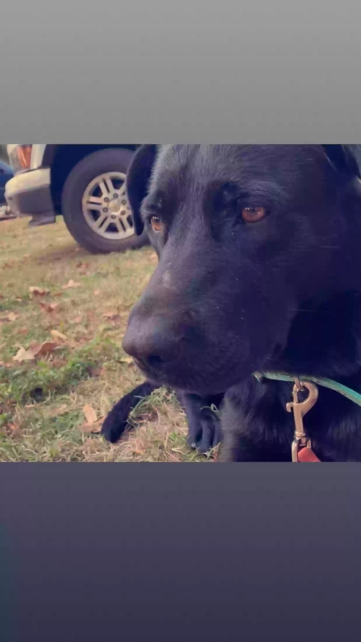 Found dog in Conway, AR, 72032