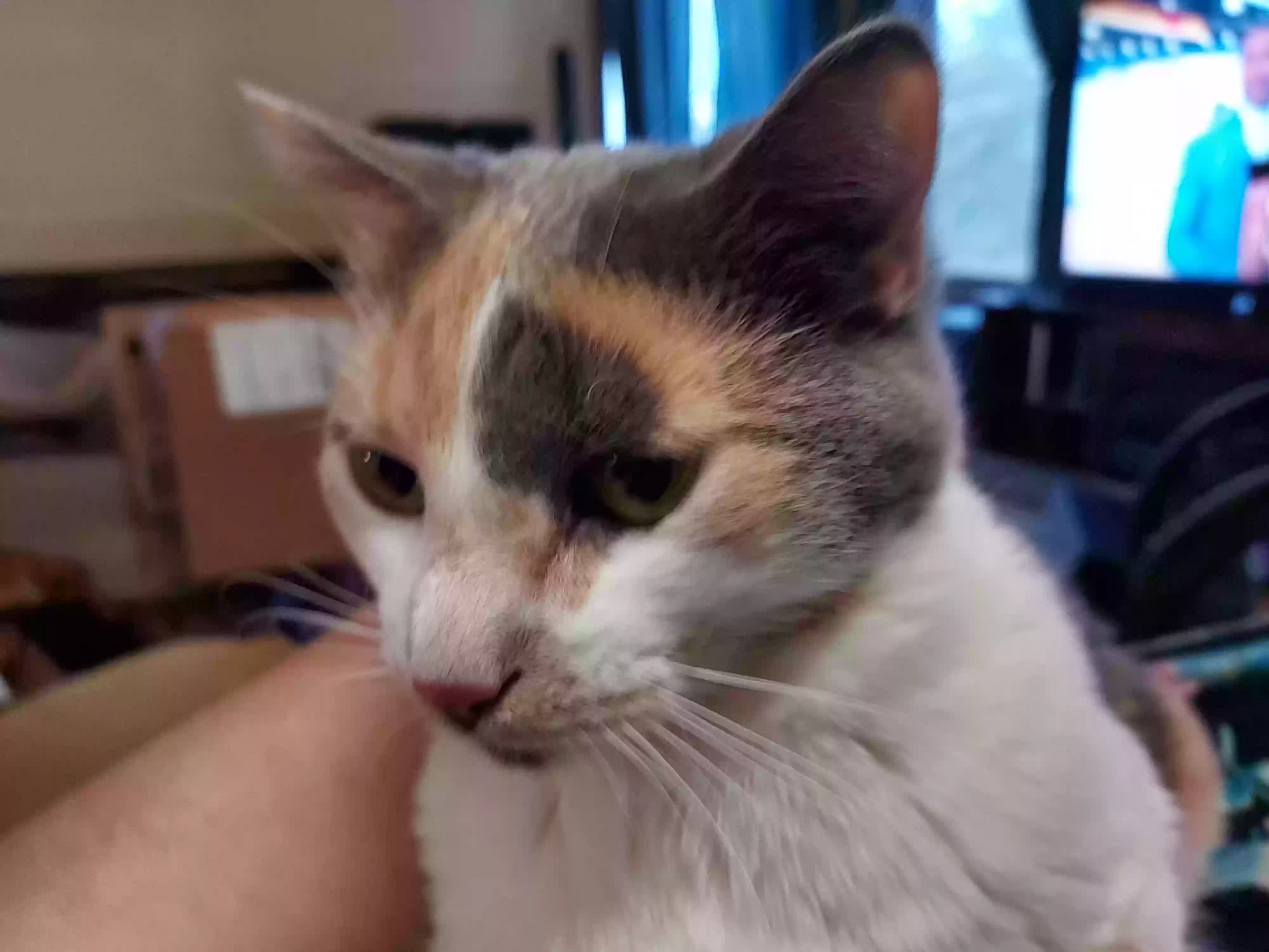 Lost cat in Ironwood, MI, 49938