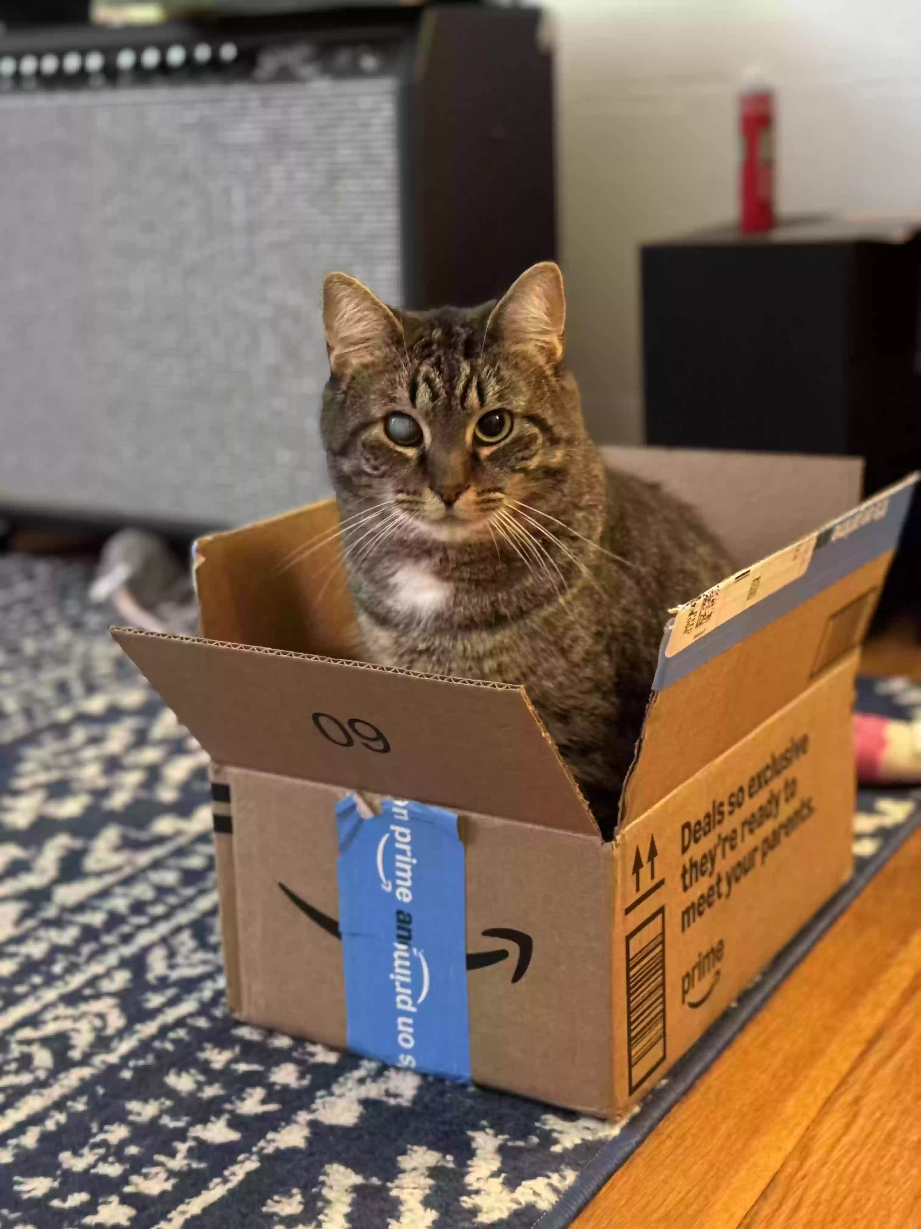 Lost cat in Pittsburgh, PA, 15216
