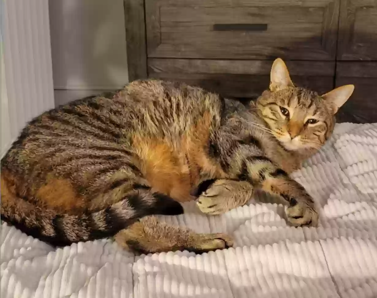 Lost cat in Lombard, IL, 60148