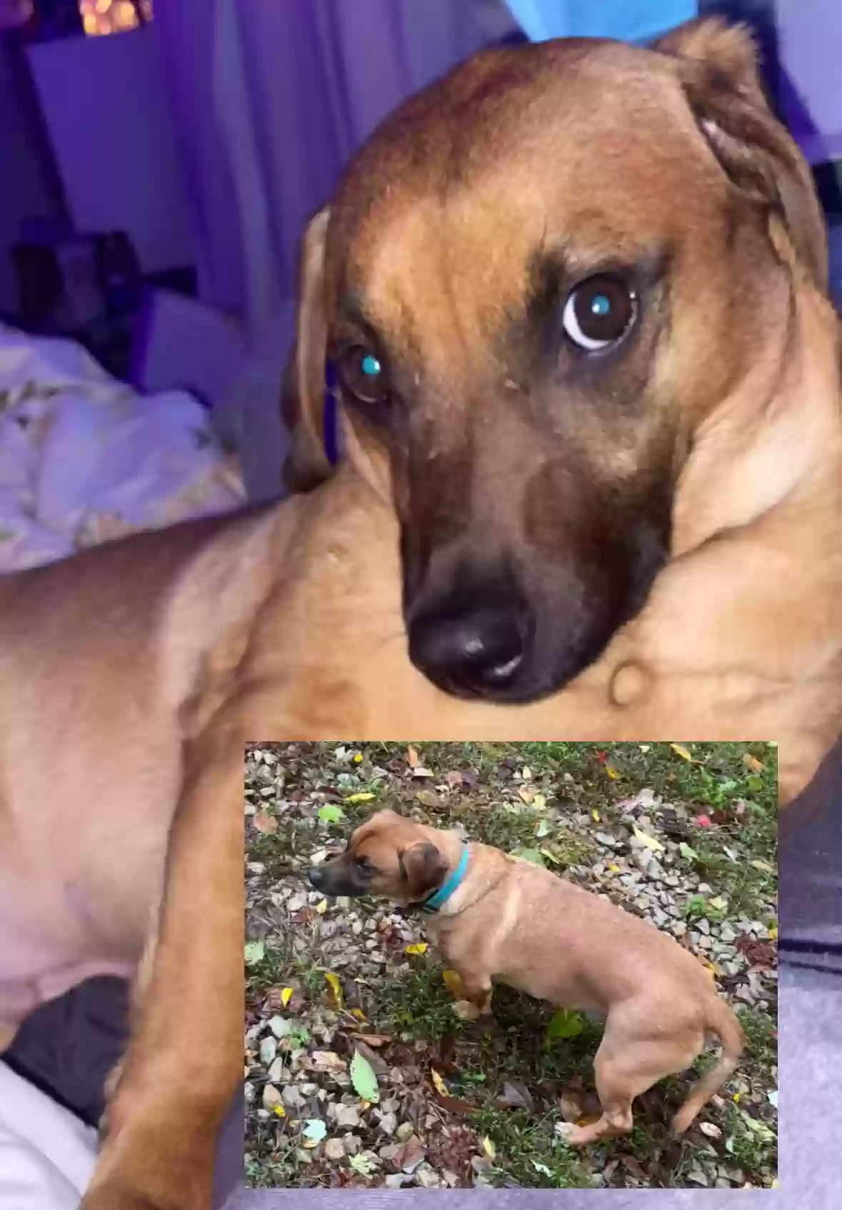 Lost dog in Columbus, OH, 43217