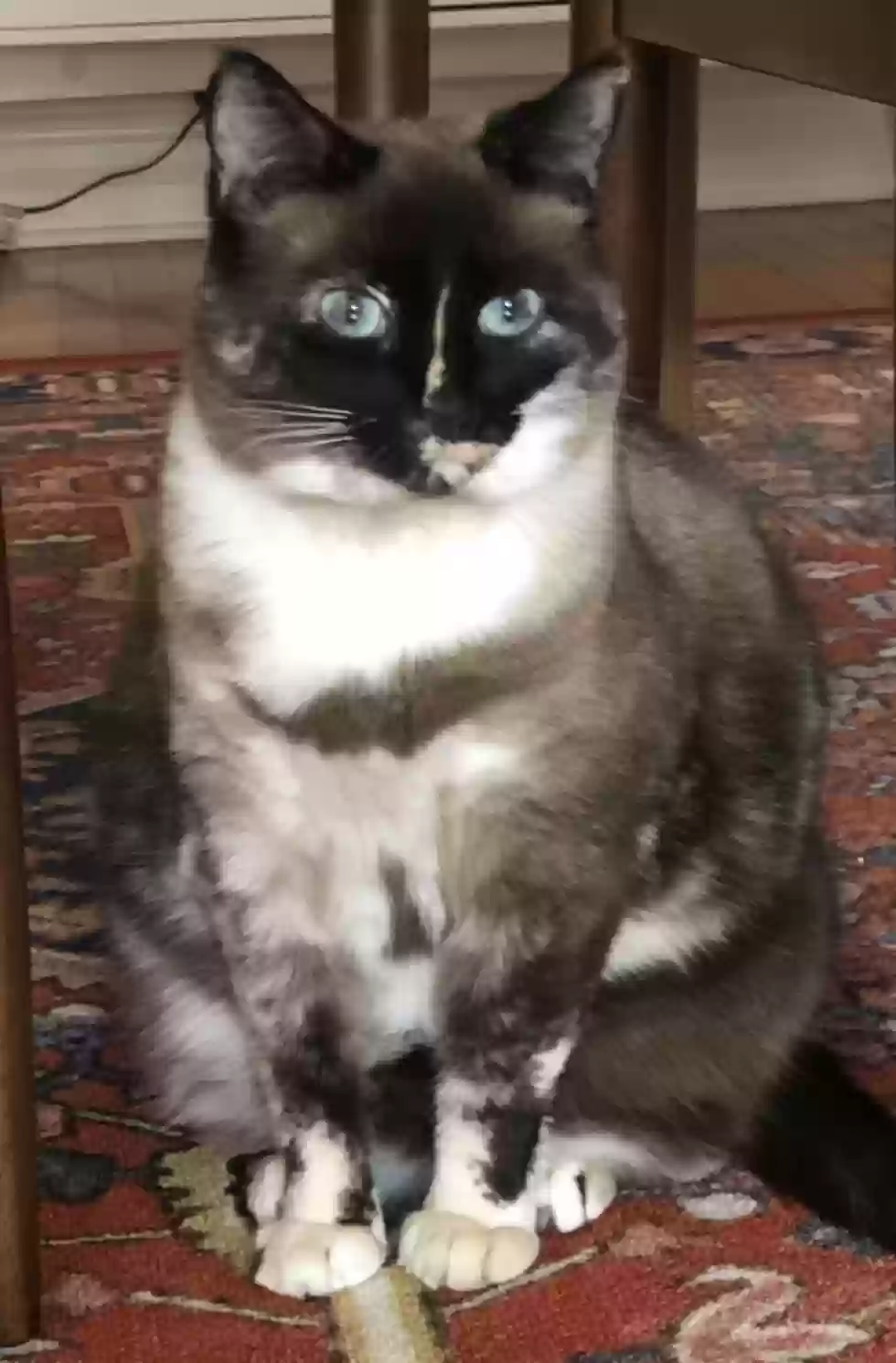 Lost cat in Chicago, IL, 60622