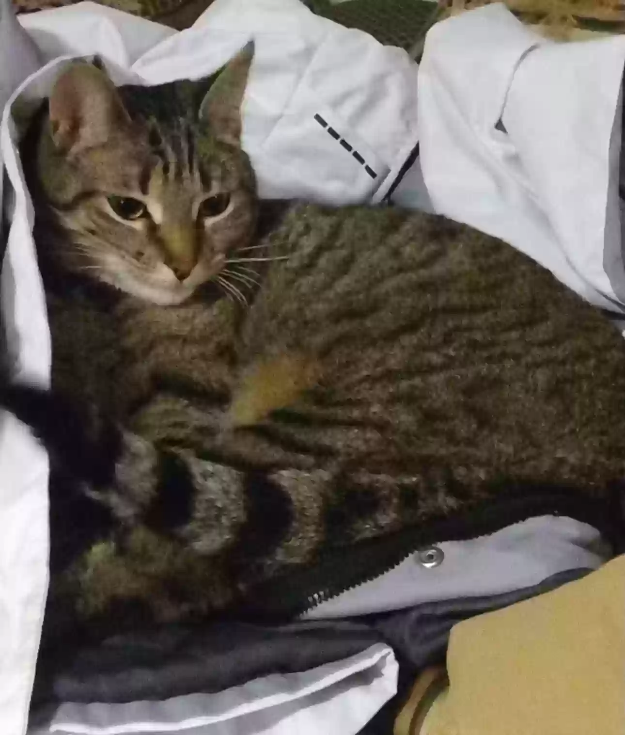Lost cat in Mount Pleasant, MI, 48858