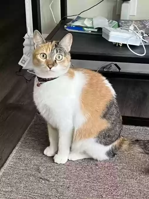 Lost cat in West Covina, CA, 91791
