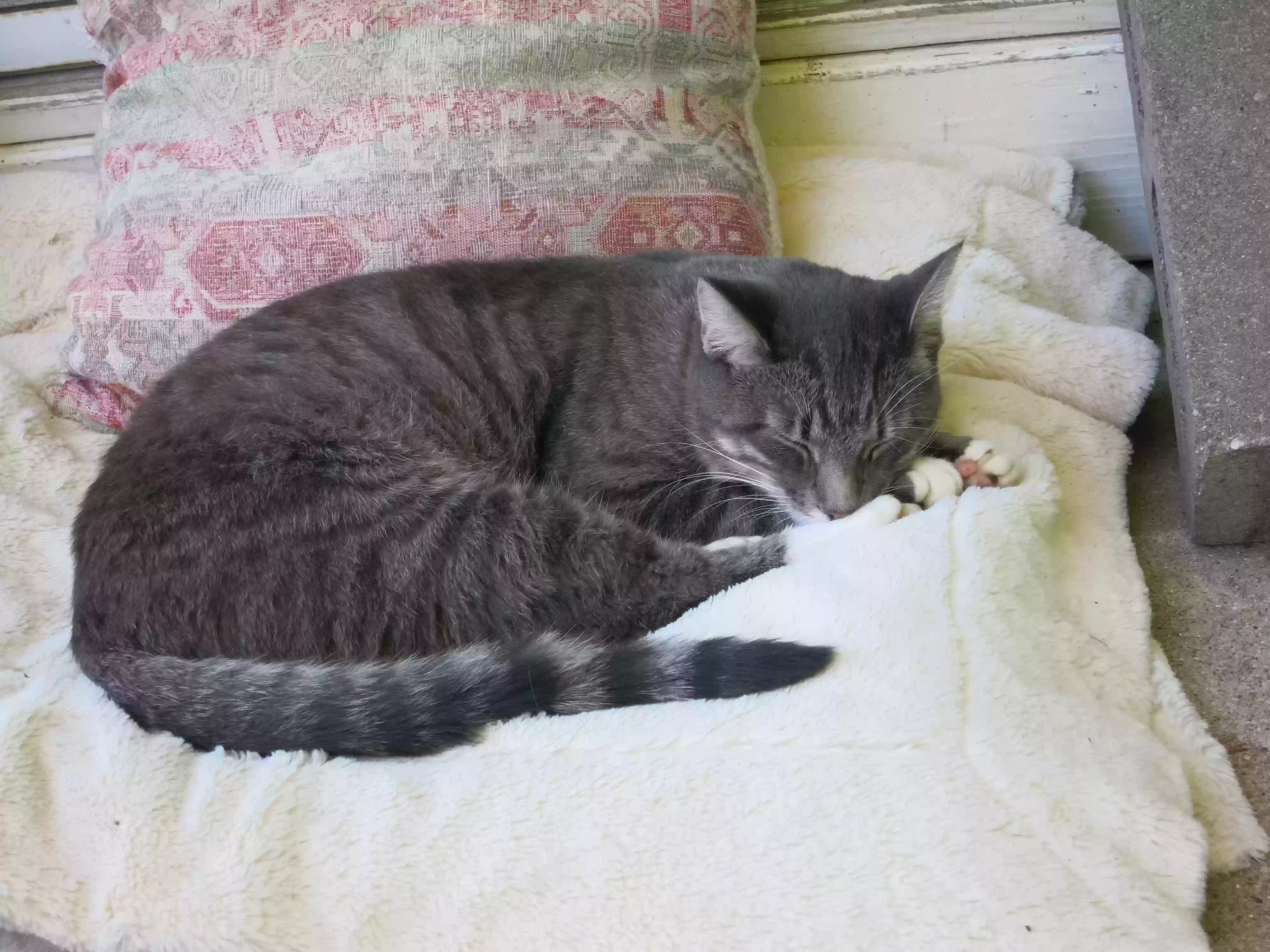 Lost cat in Milwaukee, WI, 53212