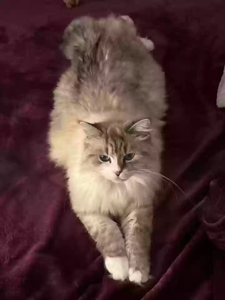 Lost cat in Whitehall, PA, 18052