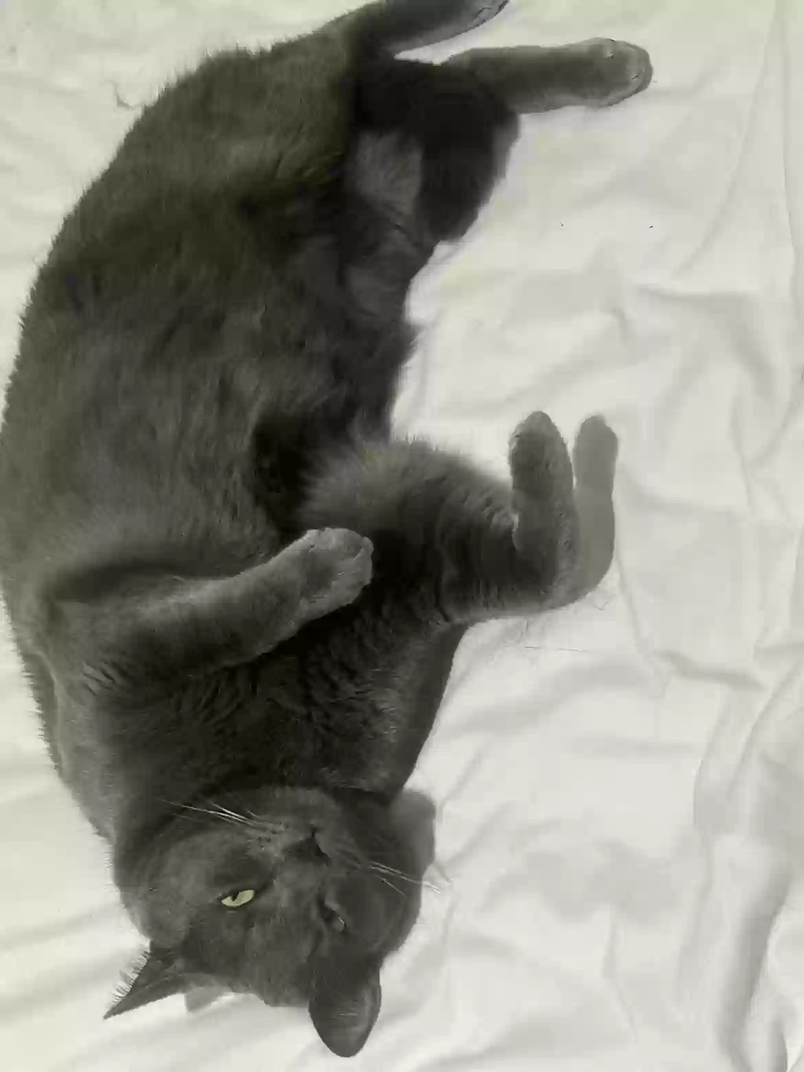 Lost cat in Princeton, TX, 75407