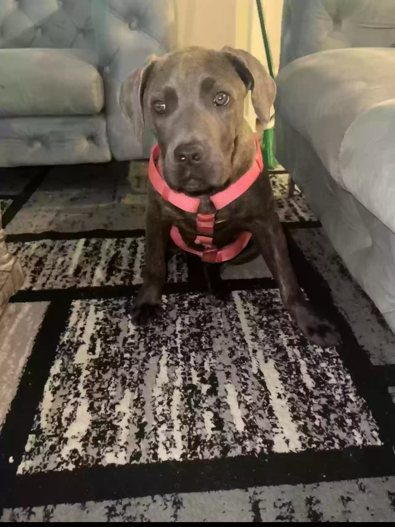 Lost dog in Houston, TX, 77055