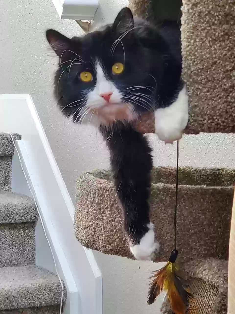 Lost cat in Aurora, CO, 80014