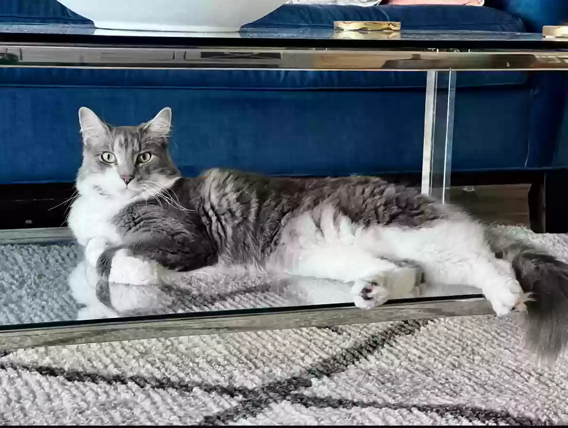 Lost cat in Maitland, FL, 32751