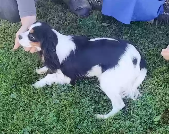 Lost dog in Canton, OH, 44708