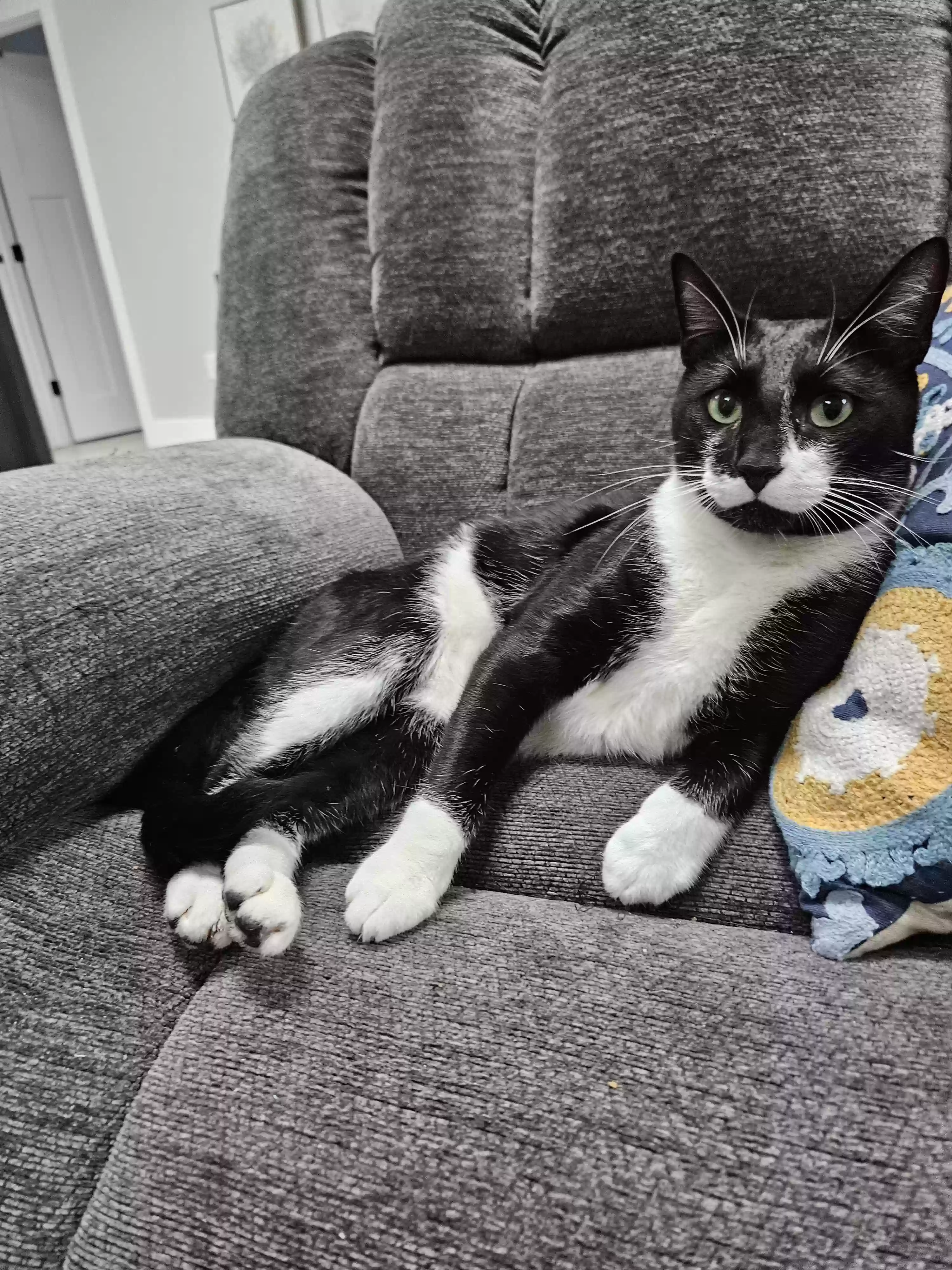 Lost cat in Snohomish, WA, 98290
