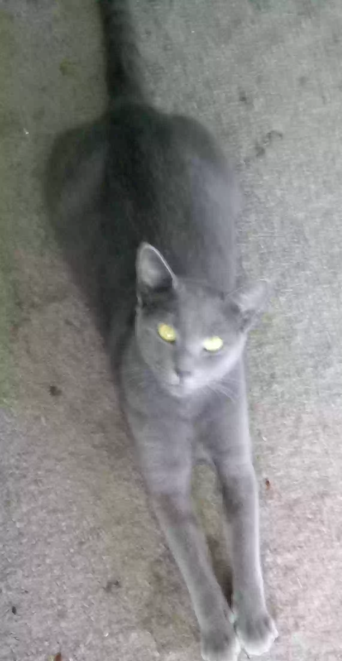 Lost cat in Zephyrhills, FL, 33541