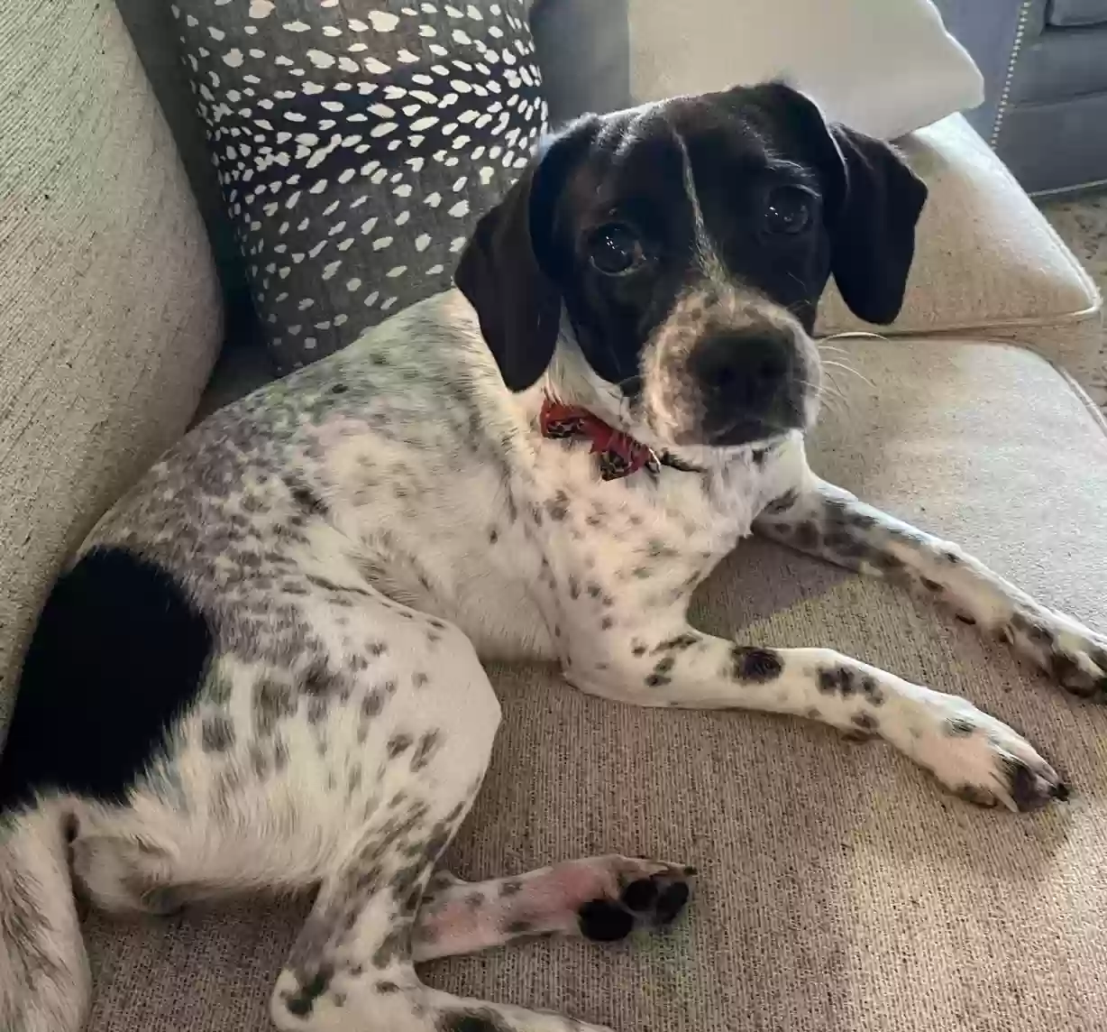 Lost dog in Allen, TX, 75002