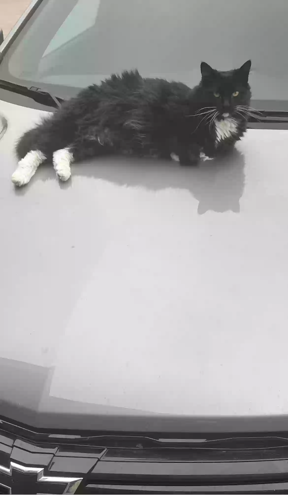 Lost cat in Fort Worth, TX, 76135