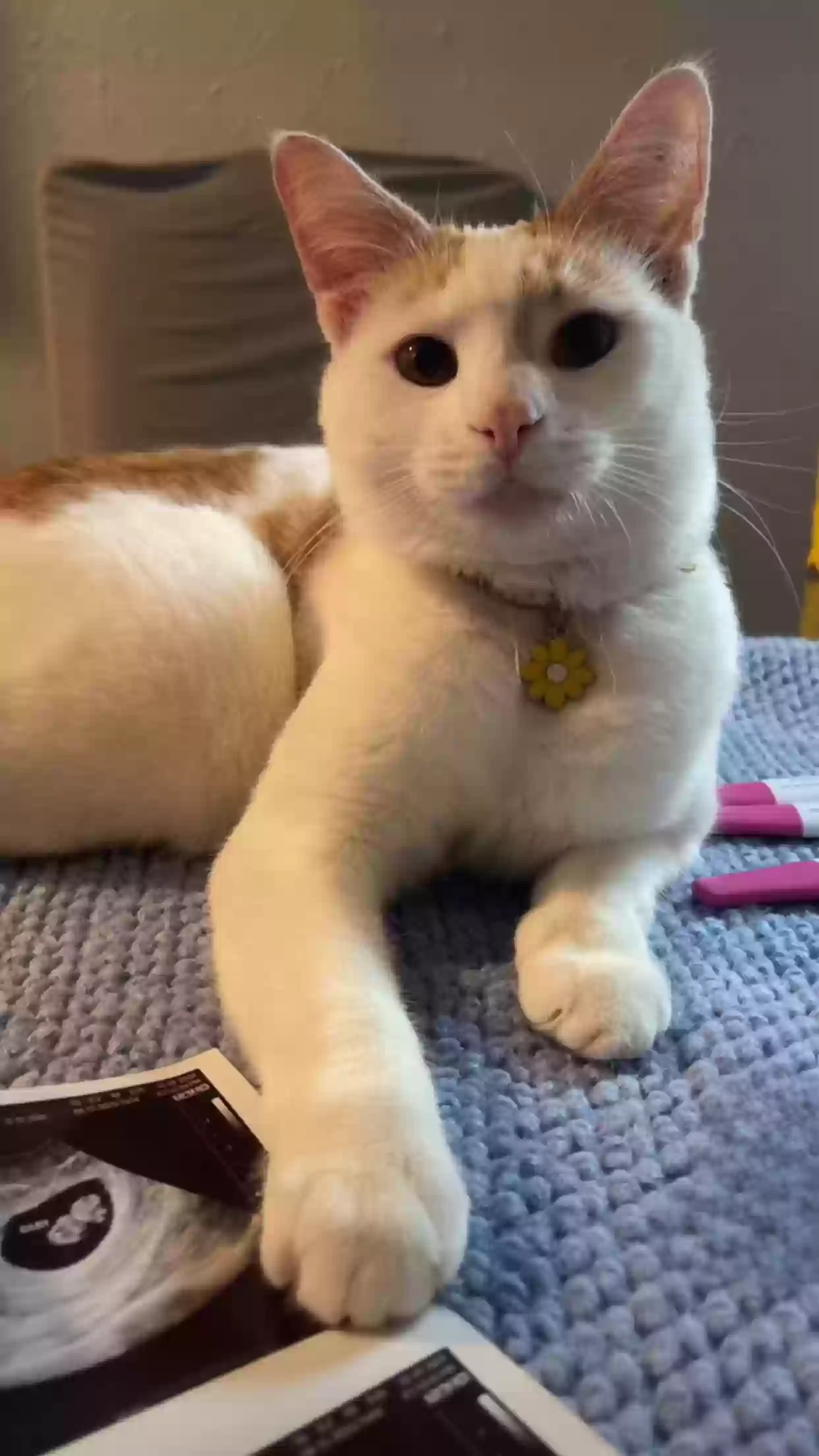 Lost cat in Lees Summit, MO, 64086