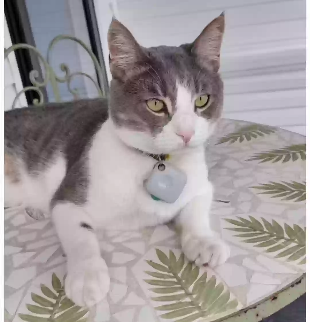 Lost cat in Eastlake, OH, 44095