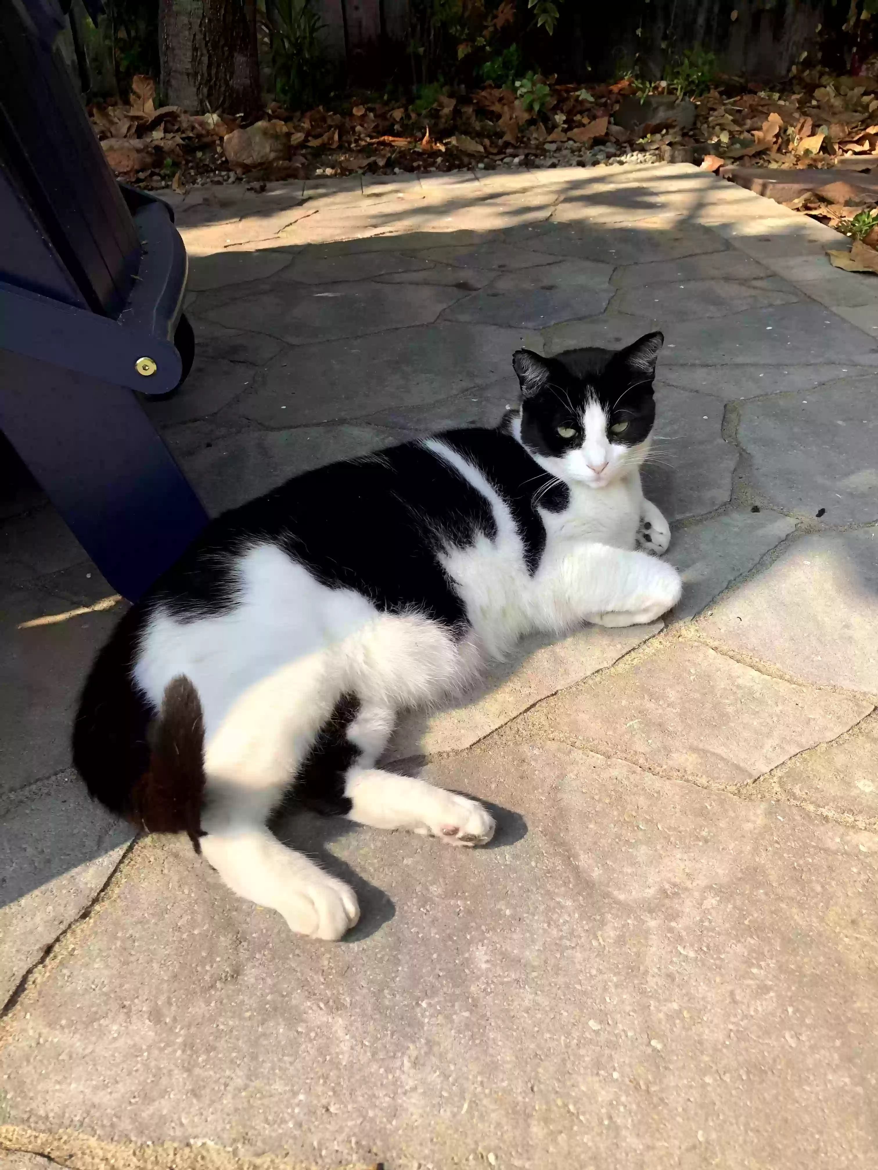 Lost cat in Santa Clara, CA, 95050