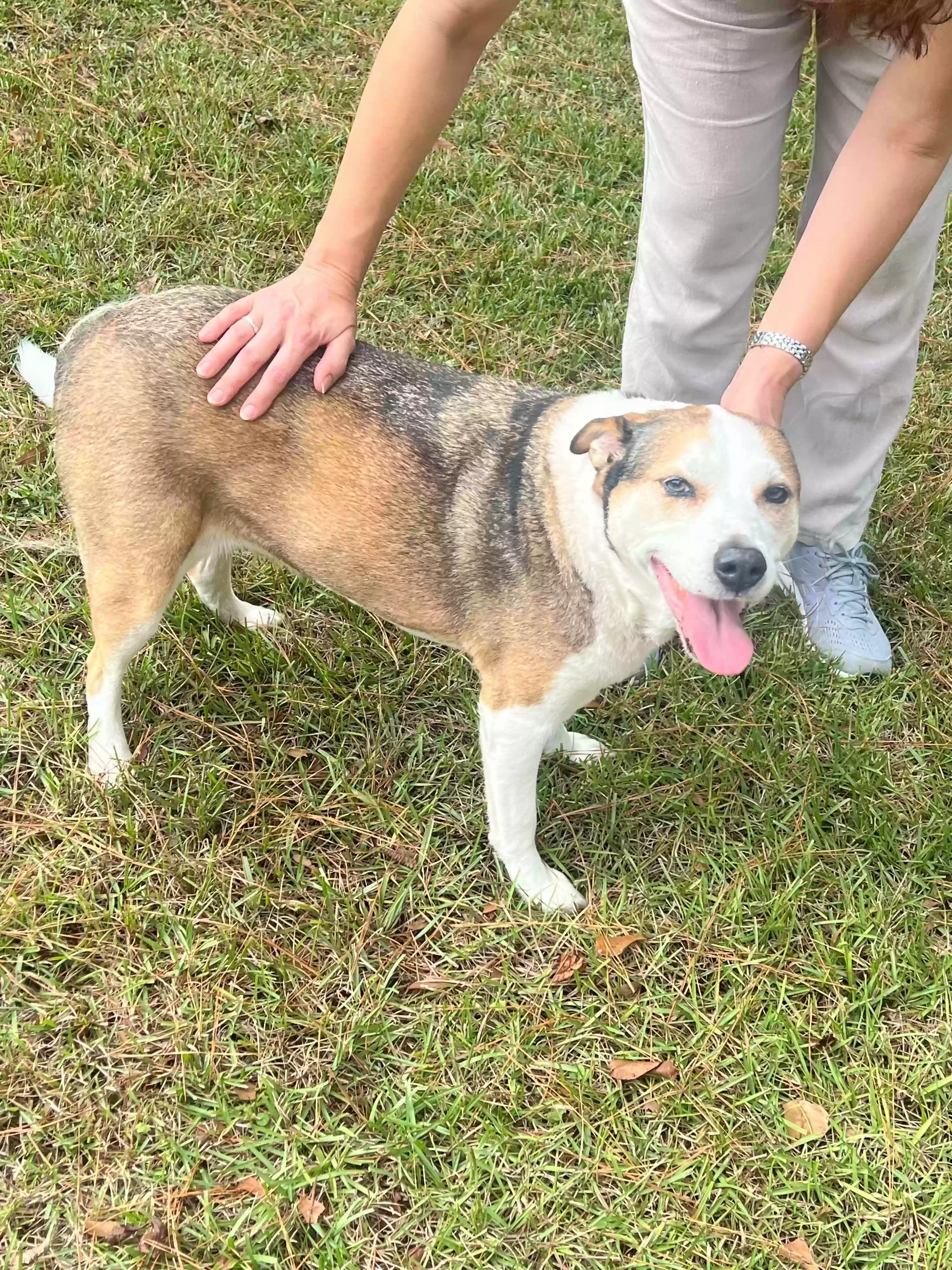 Found dog in Tallahassee, FL, 32312