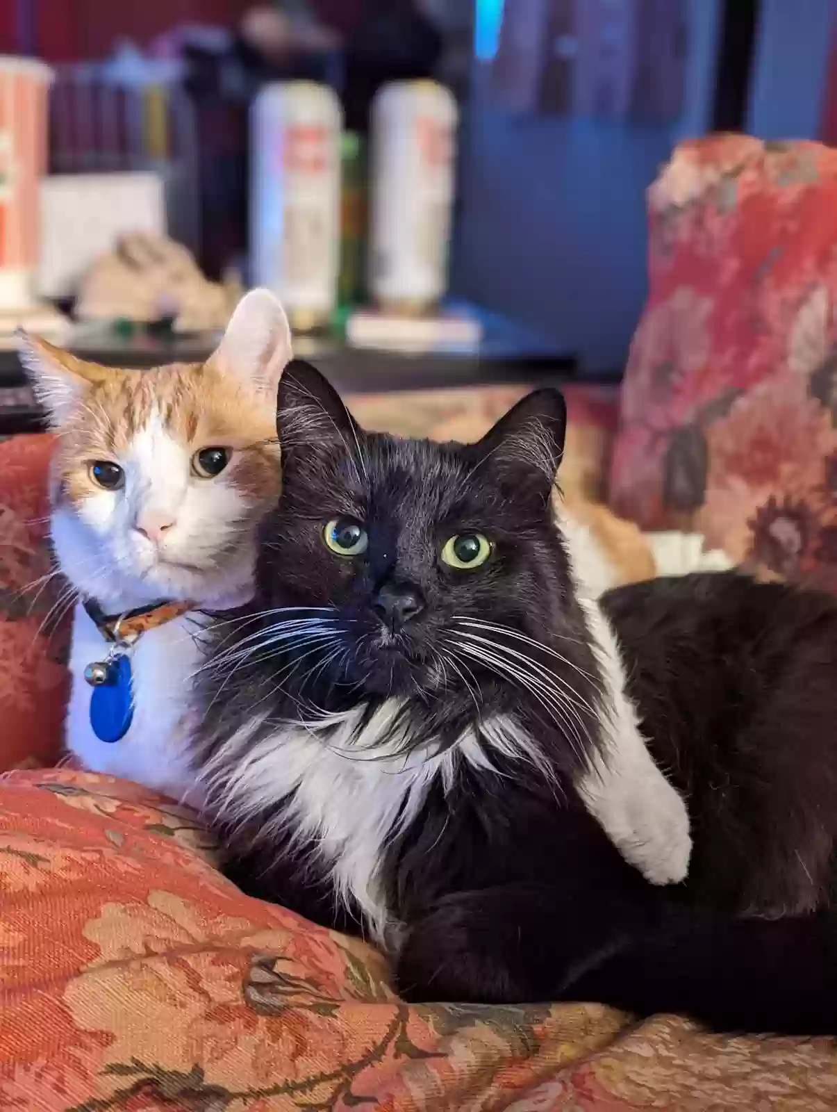 Lost cat in Chicago, IL, 60629