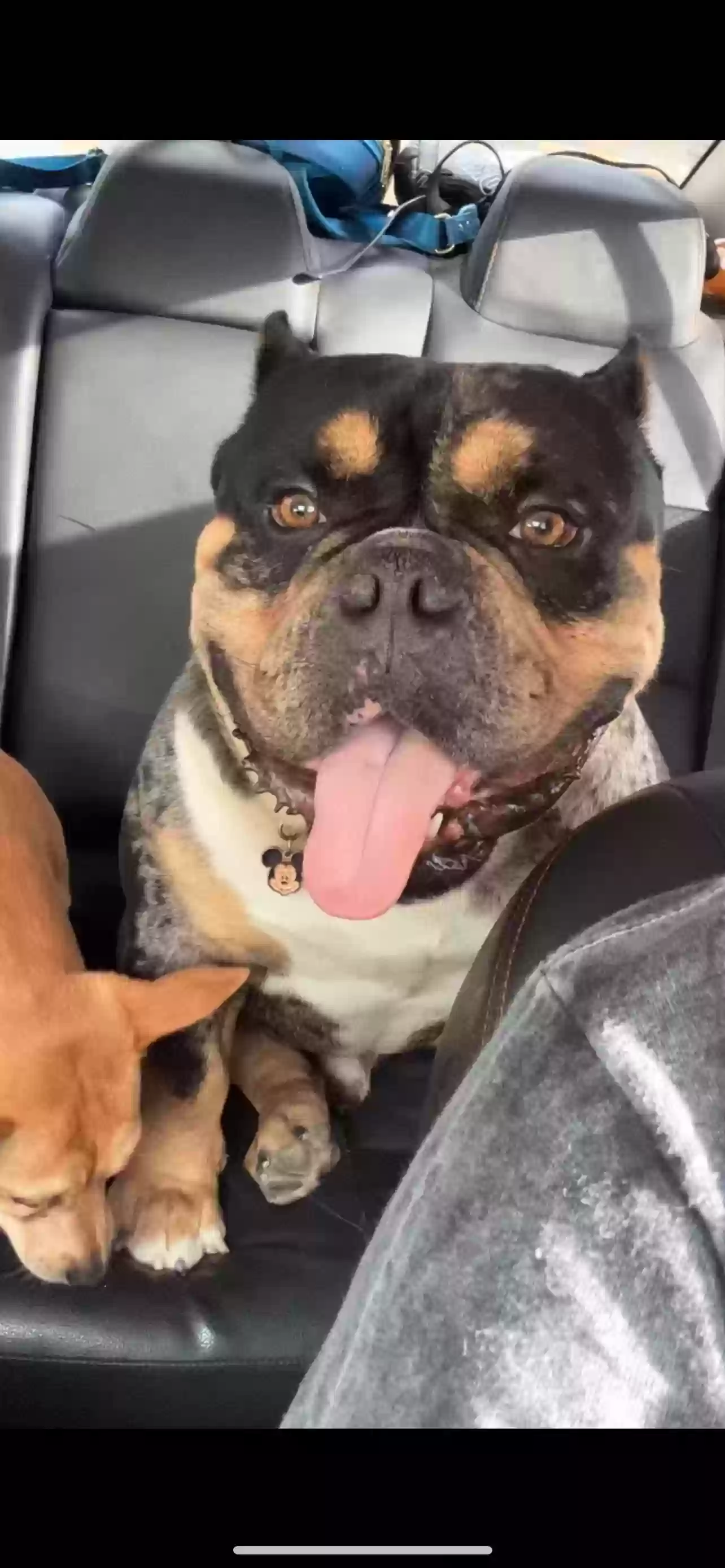 Lost dog in Banning, CA, 92220