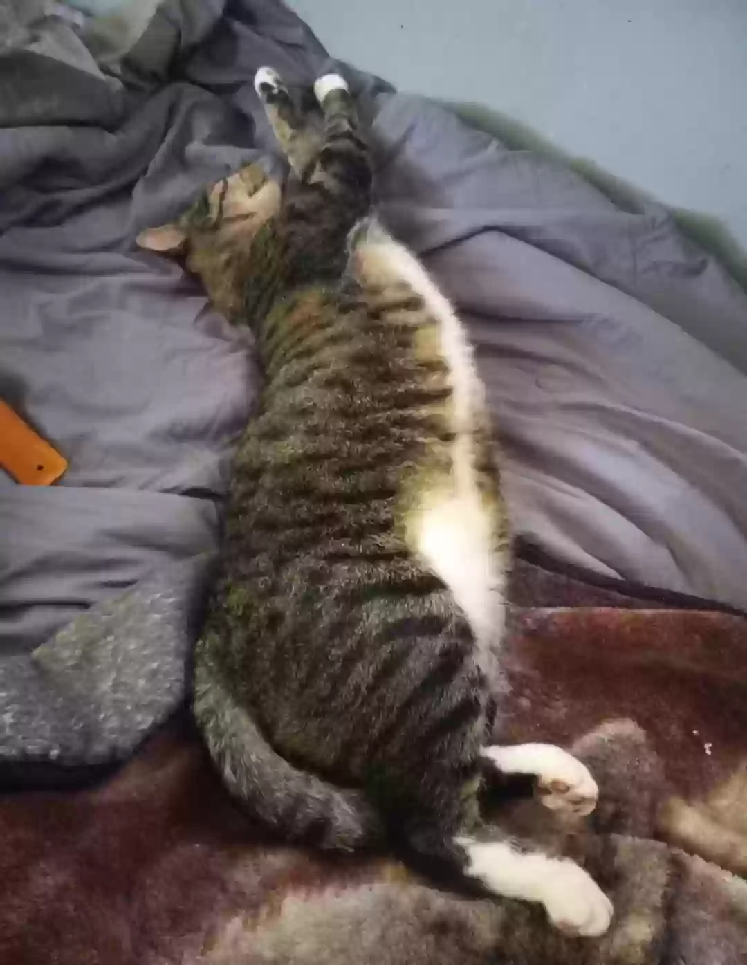 Lost cat in Sterling, VA, 20164