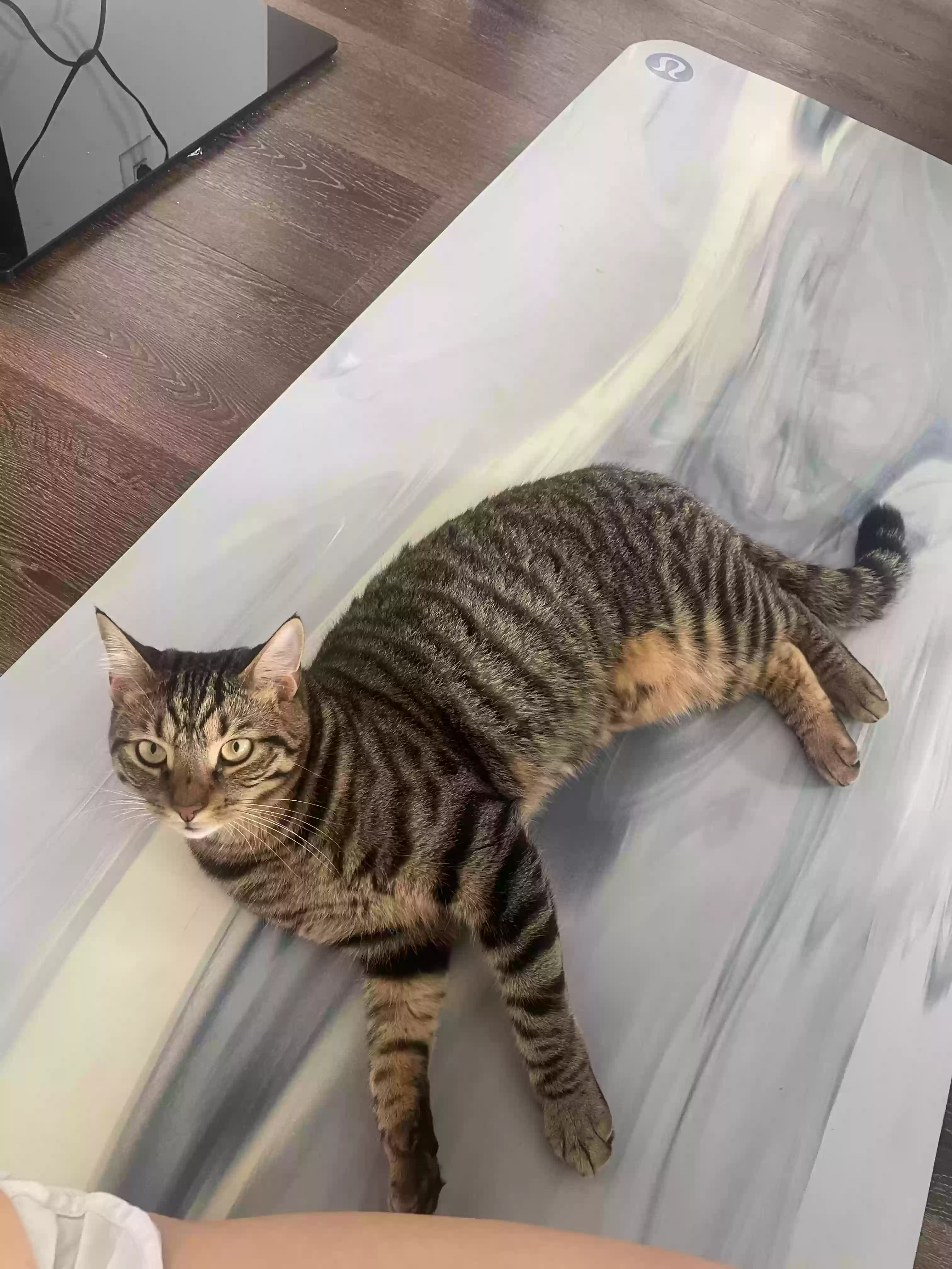 Lost cat in Clarksburg, MD, 20871