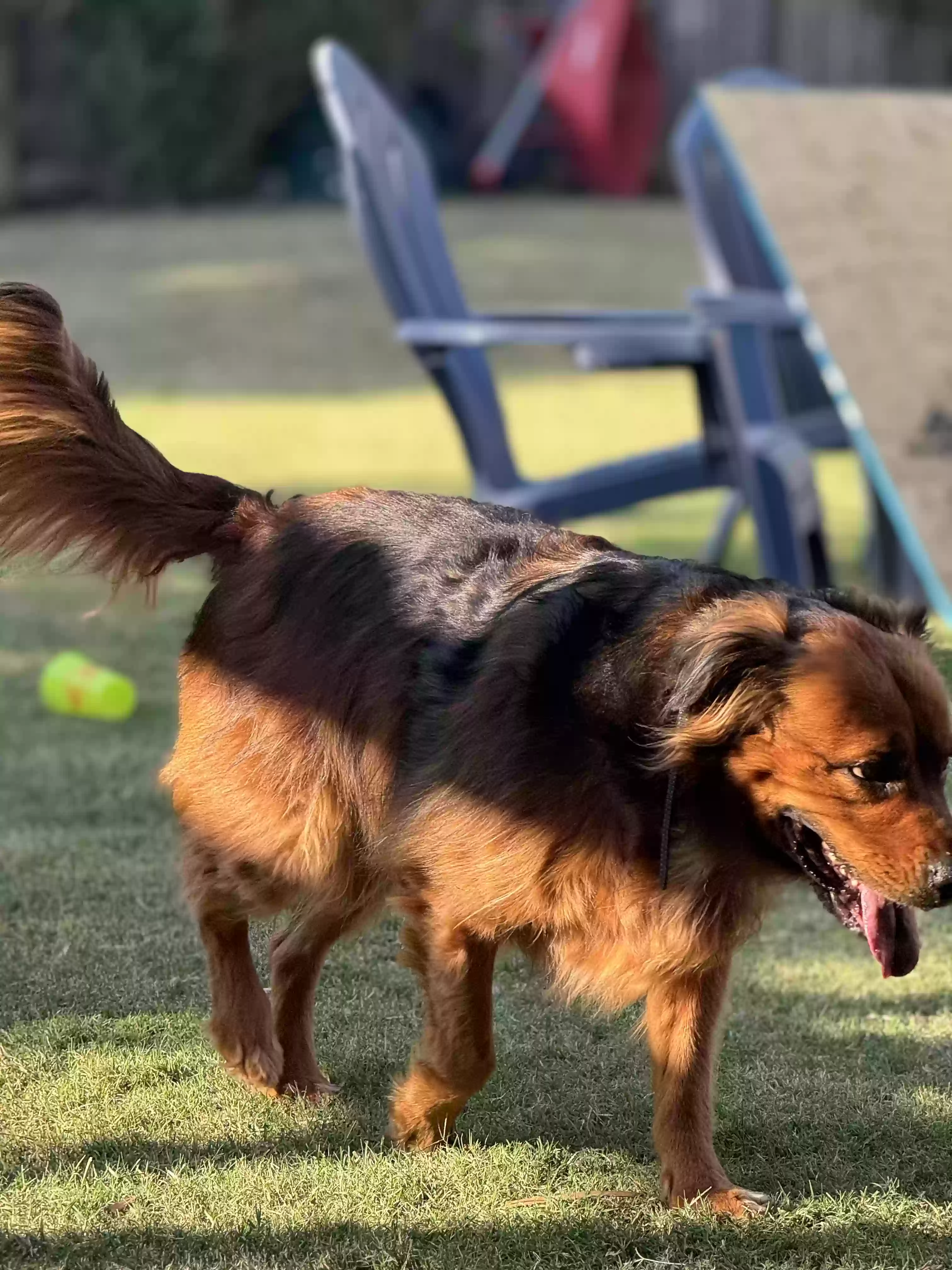 Lost dog in Shawnee, OK, 74804