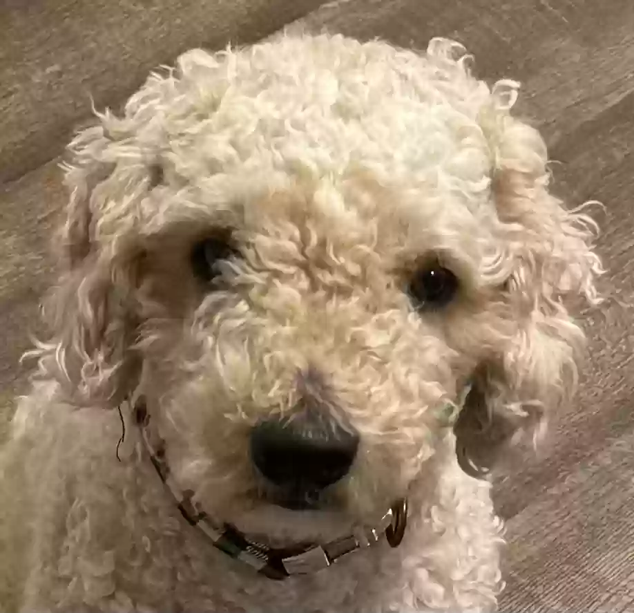 Lost dog in Perrysburg, OH, 43551