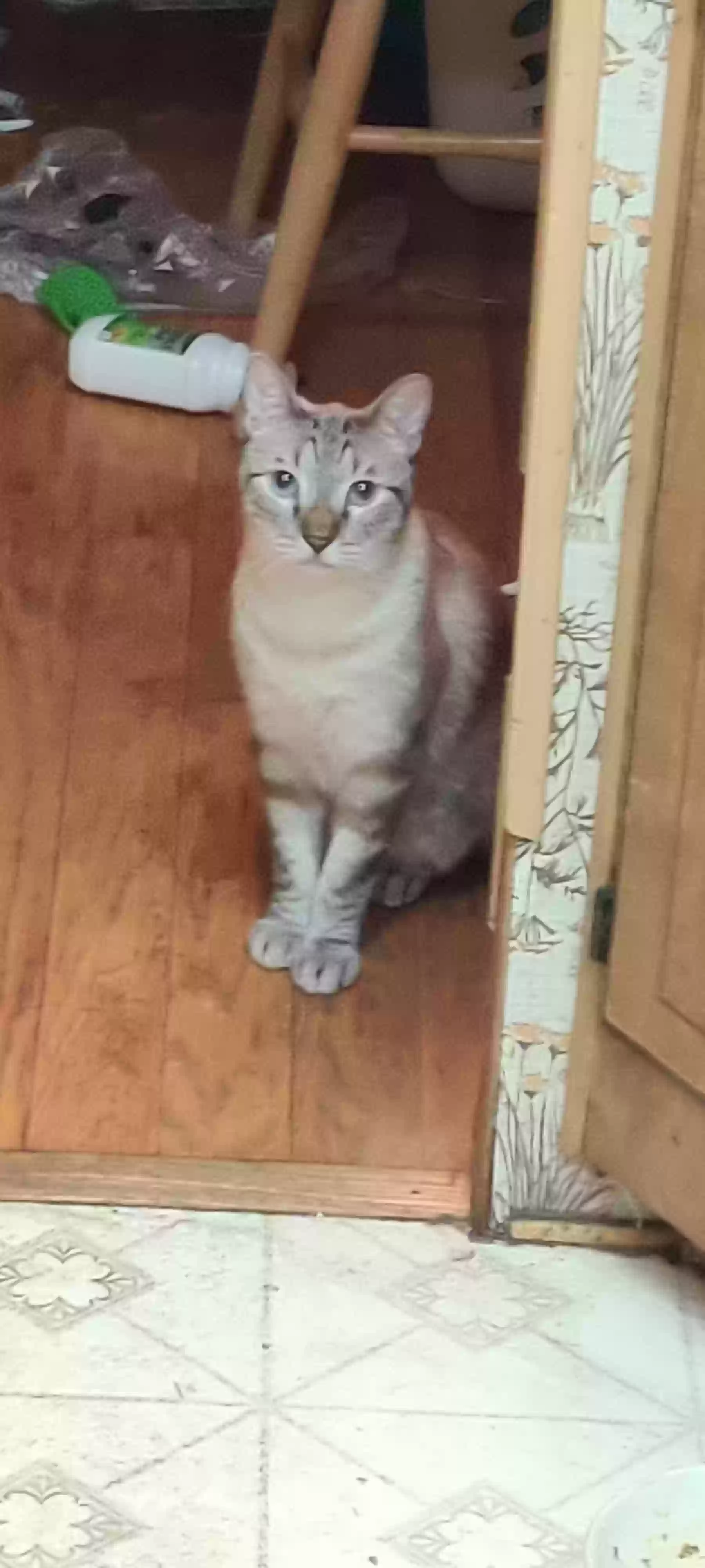 Lost cat in Pittsburg, CA, 94565